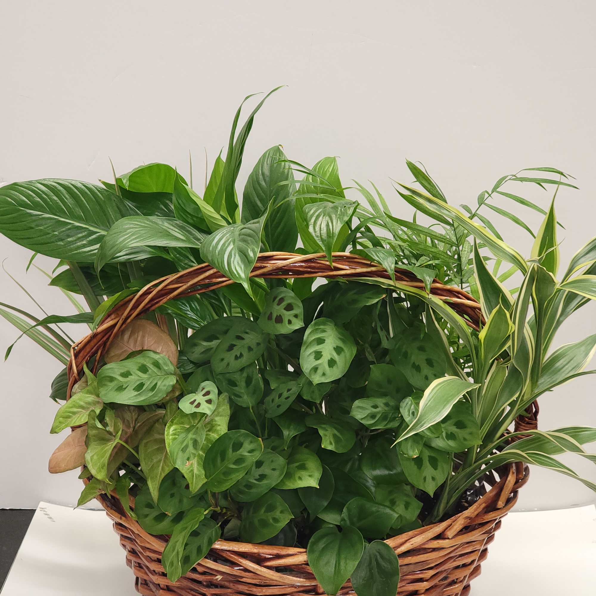 Basket of assorted green houseplants with varied leaf shapes and patterns