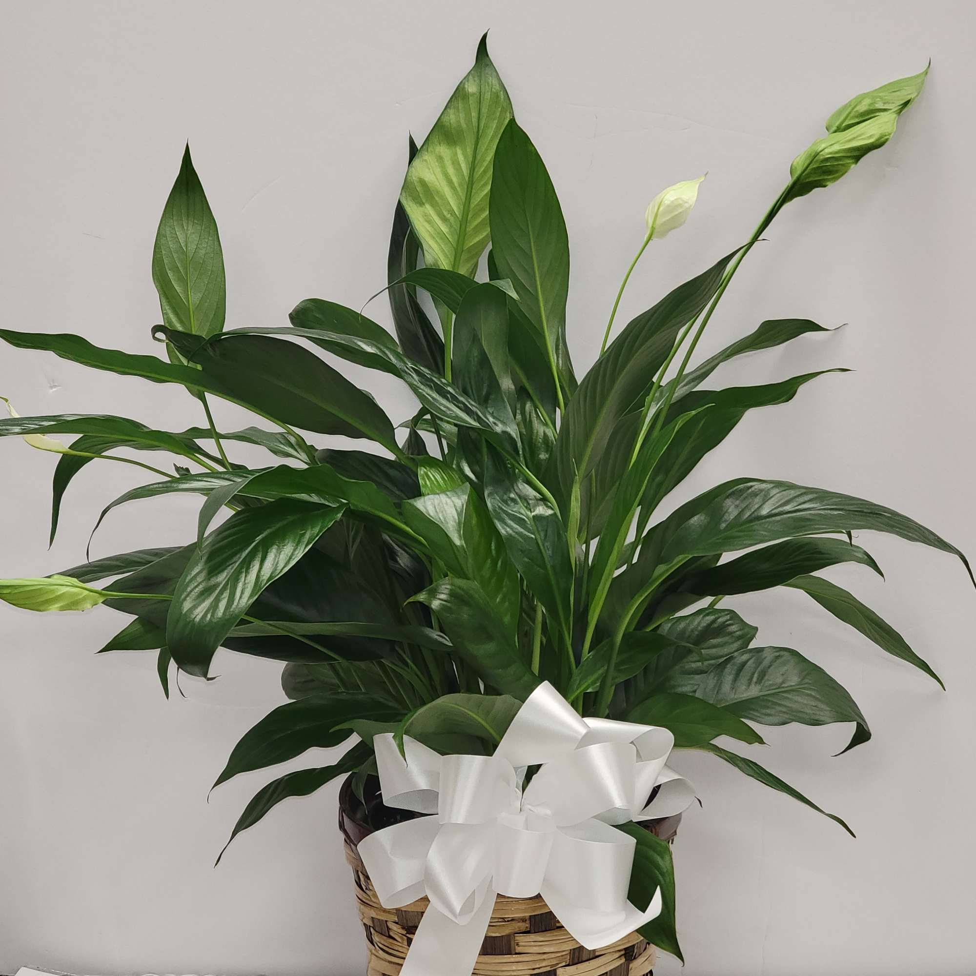 Potted peace lily with glossy green foliage and white blooms in a woven basket with a white bow