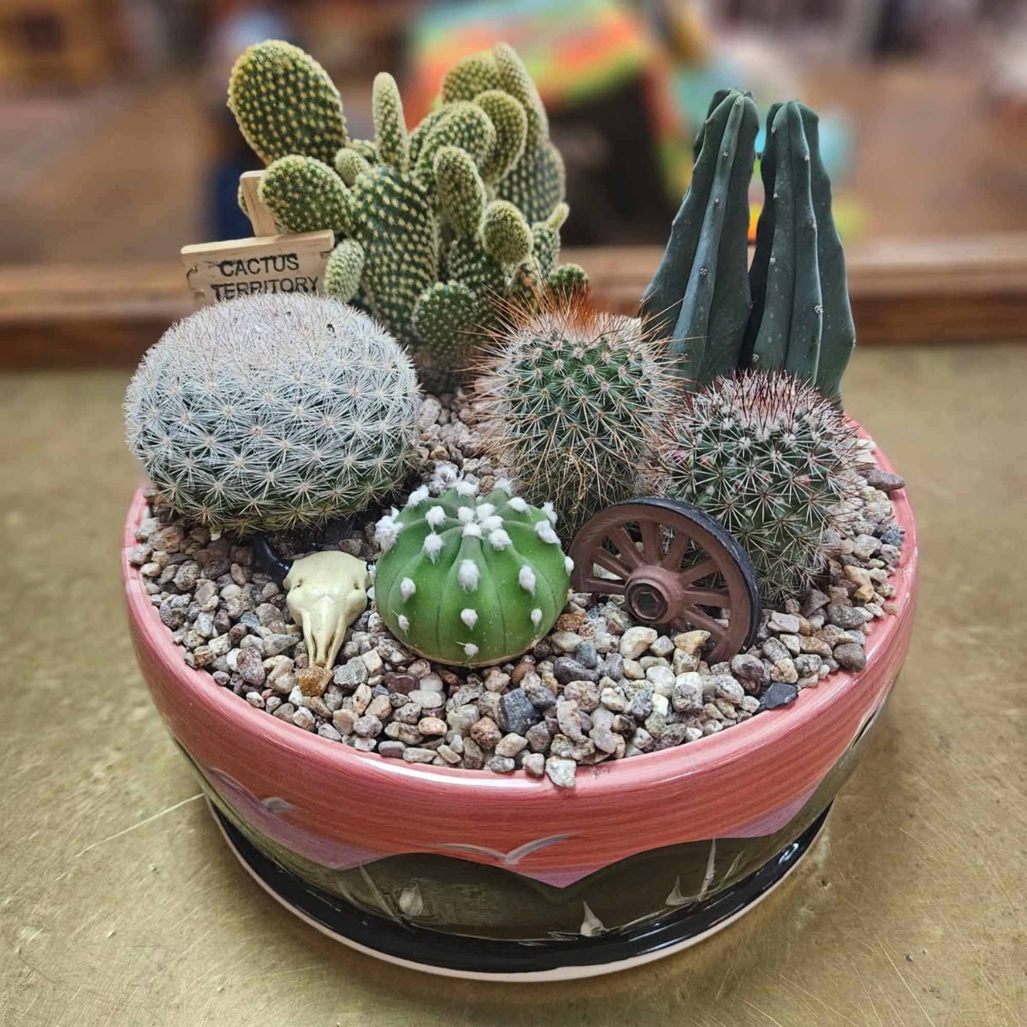 7-8 assorted cacti in a 8" ceramic container (pots come in assorted, photo 2 of 3