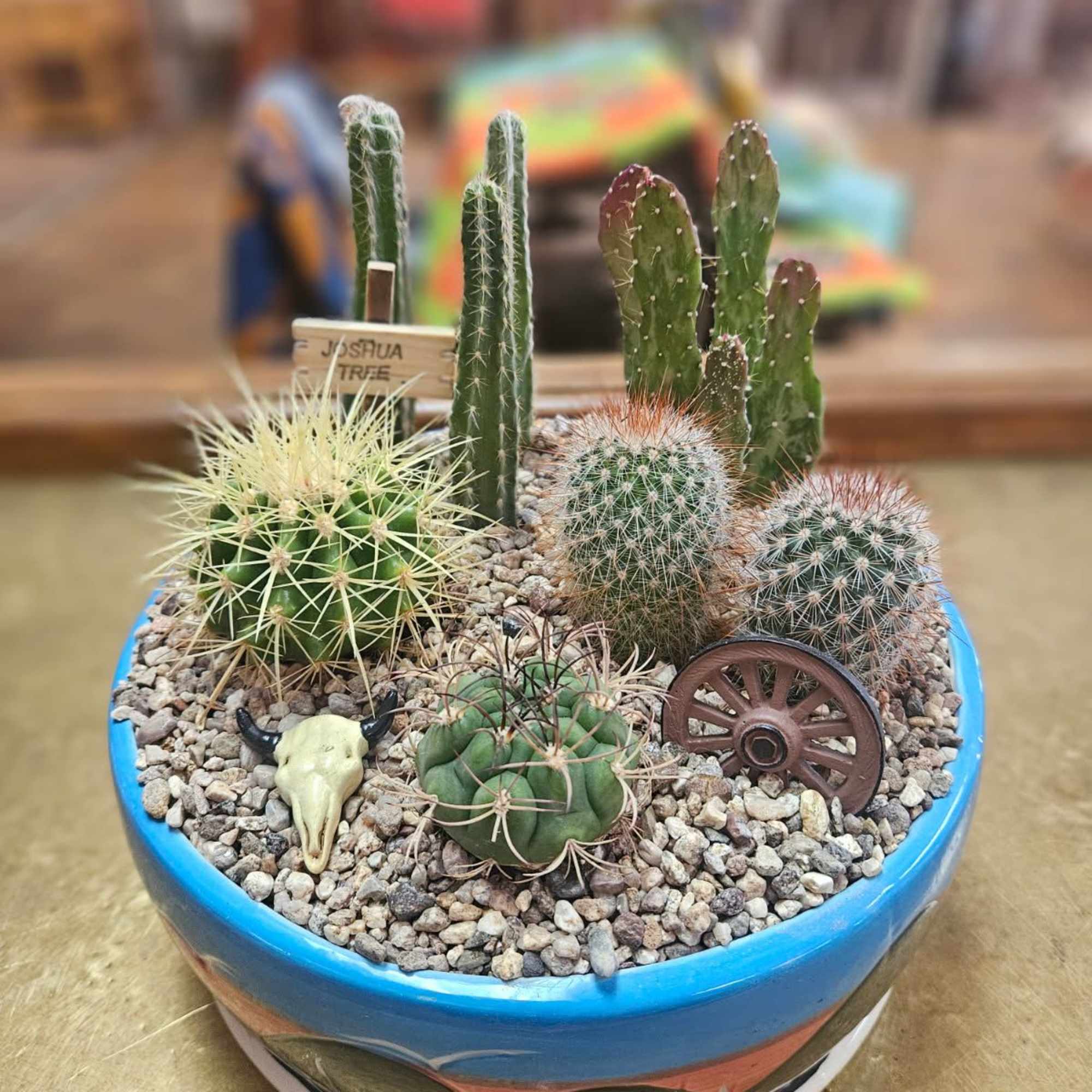 7-8 assorted cacti in a 8" ceramic container (pots come in assorted, photo 3 of 3