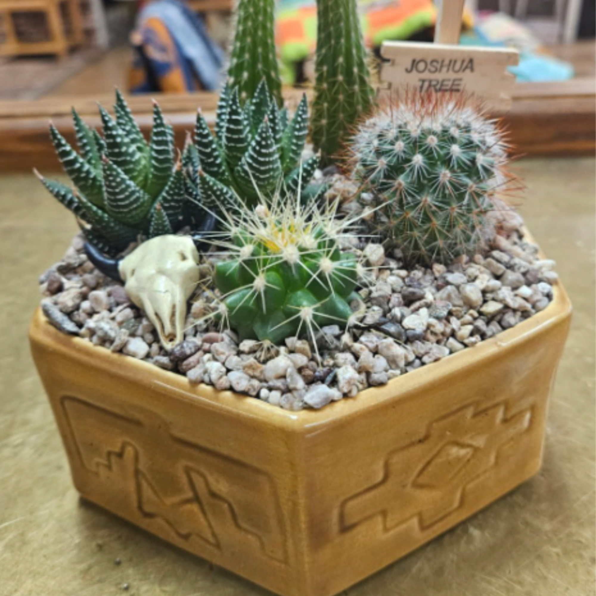 4 assorted cacti in a ceramic container (pots come in assorted colors, photo 2 of 3