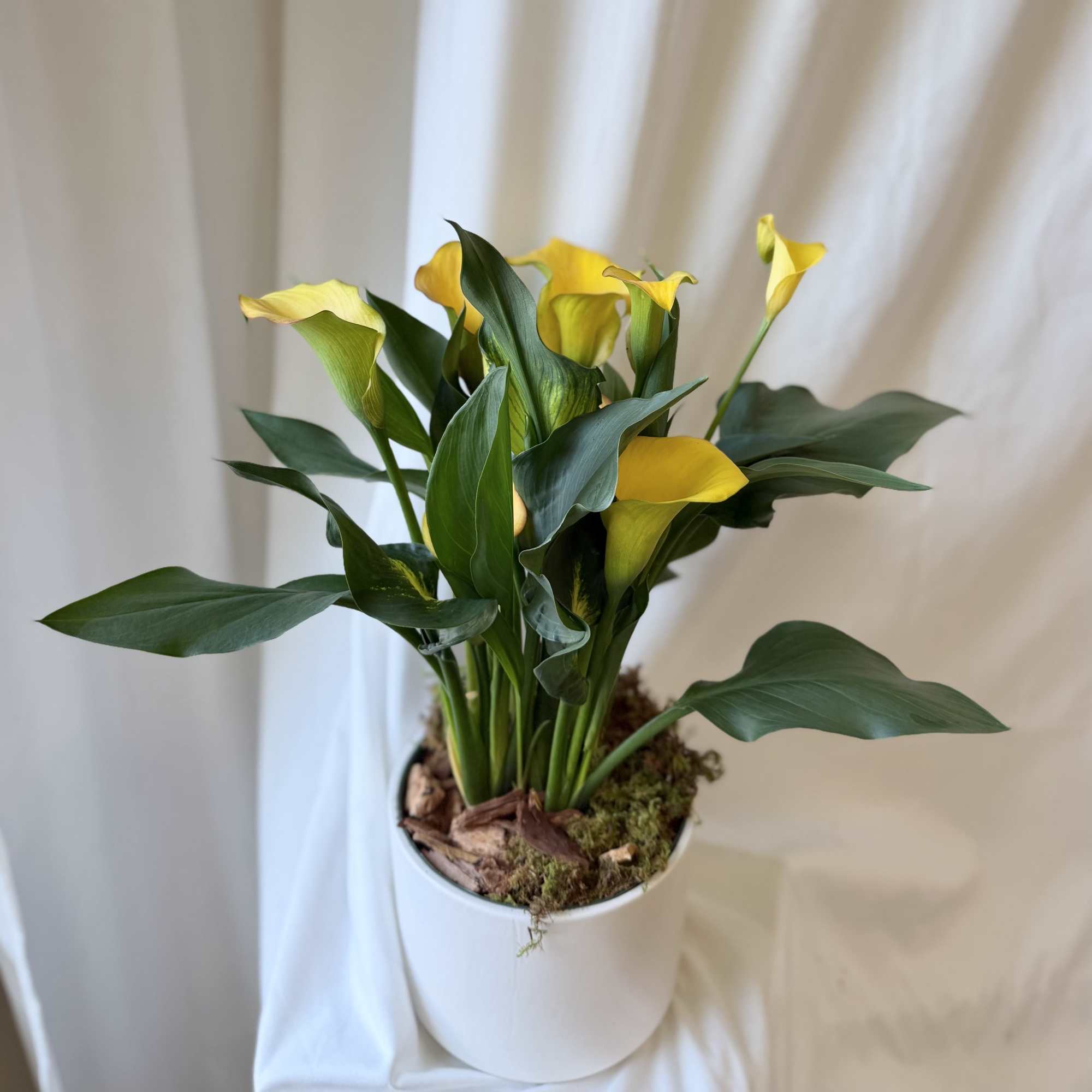 Yellow calla lilies in a white pot with moss