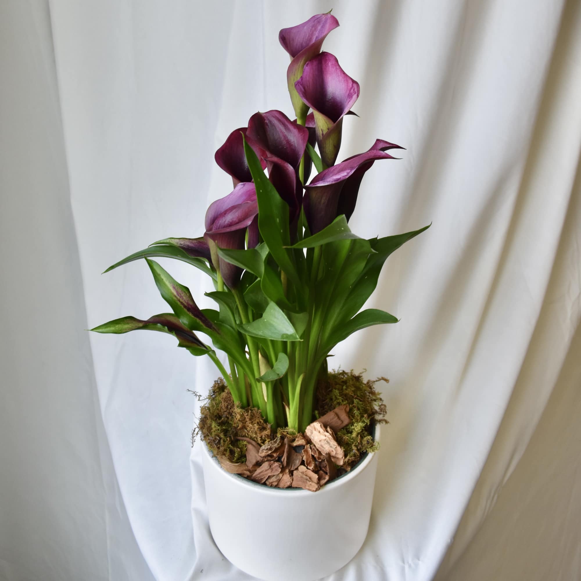 Purple calla lilies in a white pot with moss and bark chips