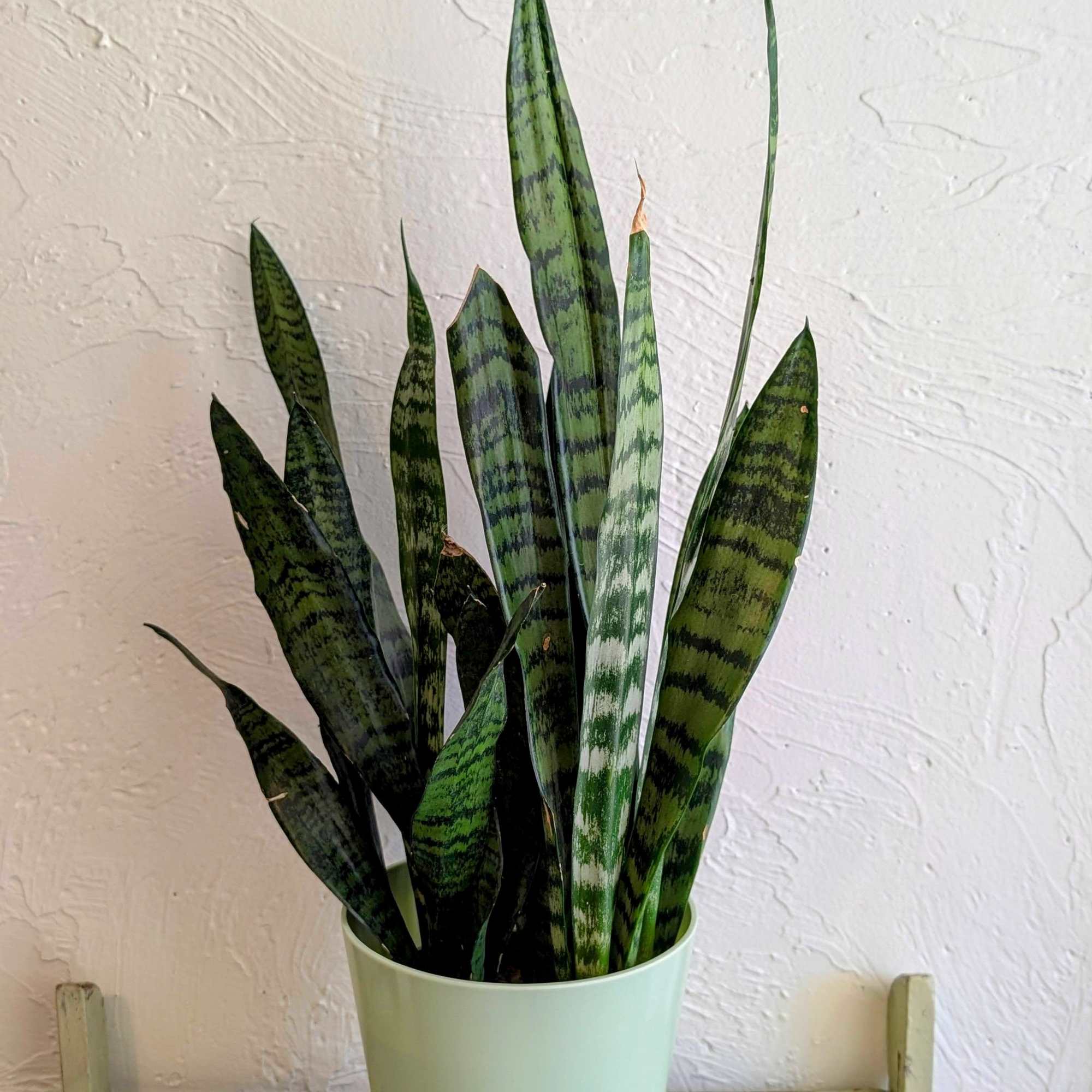 Tall snake plant with variegated leaves in a light green pot