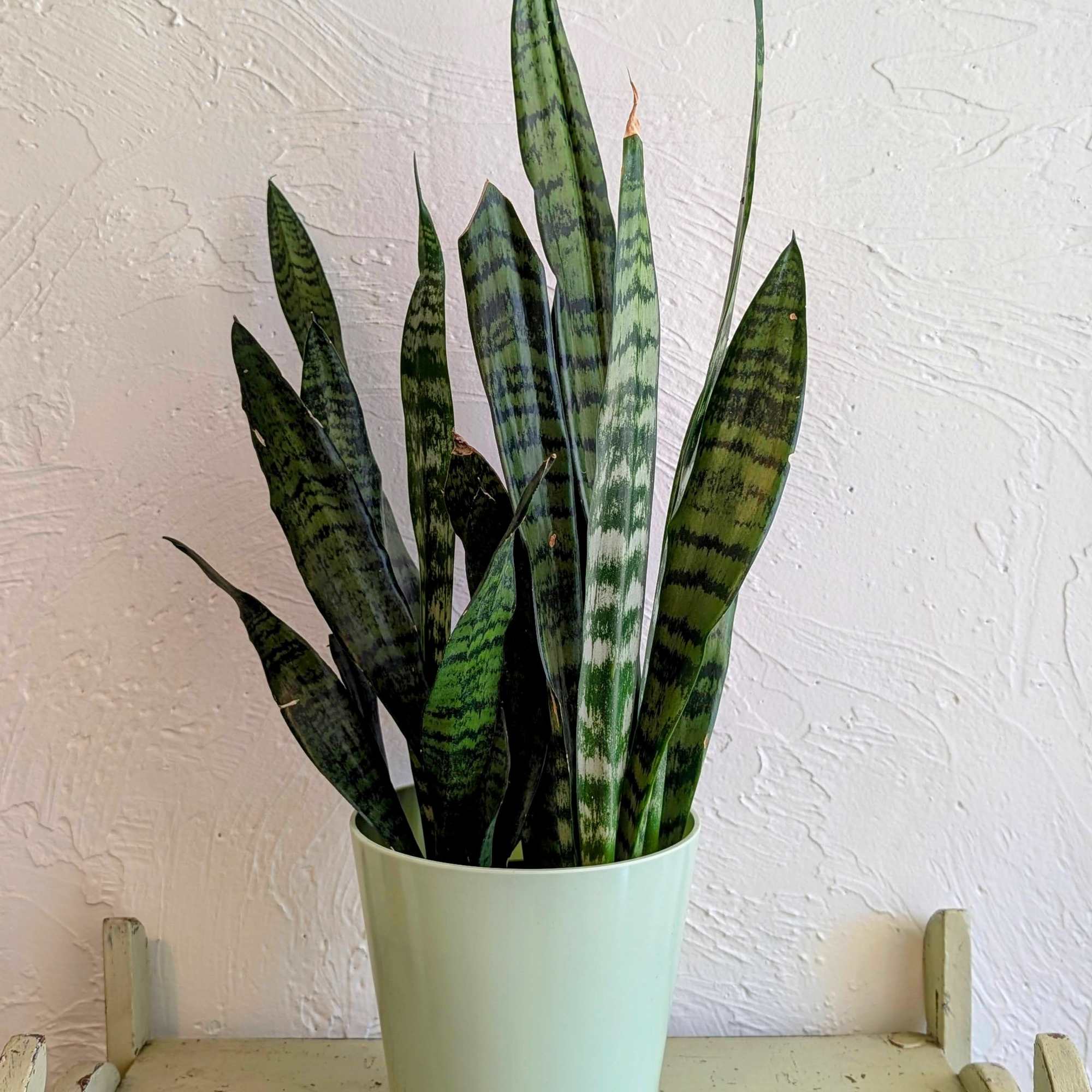 Tall snake plant with variegated green leaves in a pale green pot on a rustic shelf