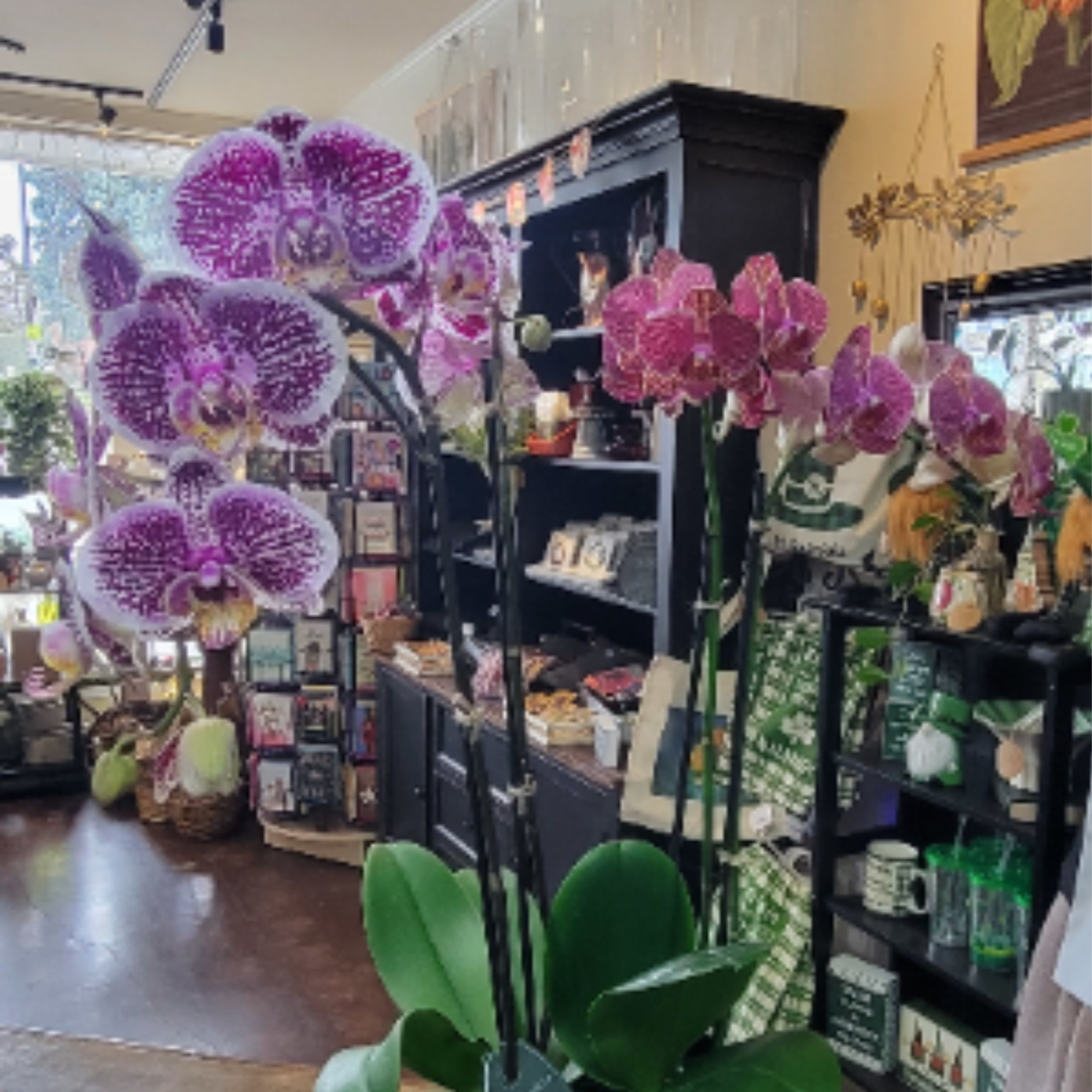 The elegant dance of phalaenopsis orchids takes center stage in this clean