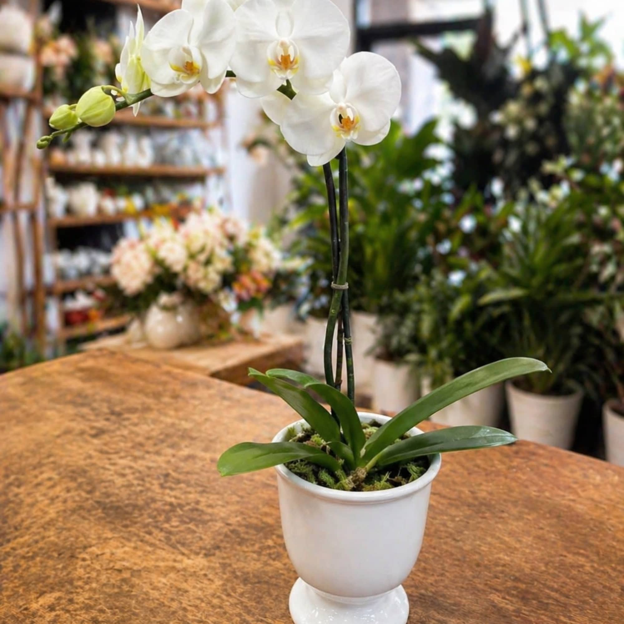 The elegant dance of phalaenopsis orchids takes center stage in this clean