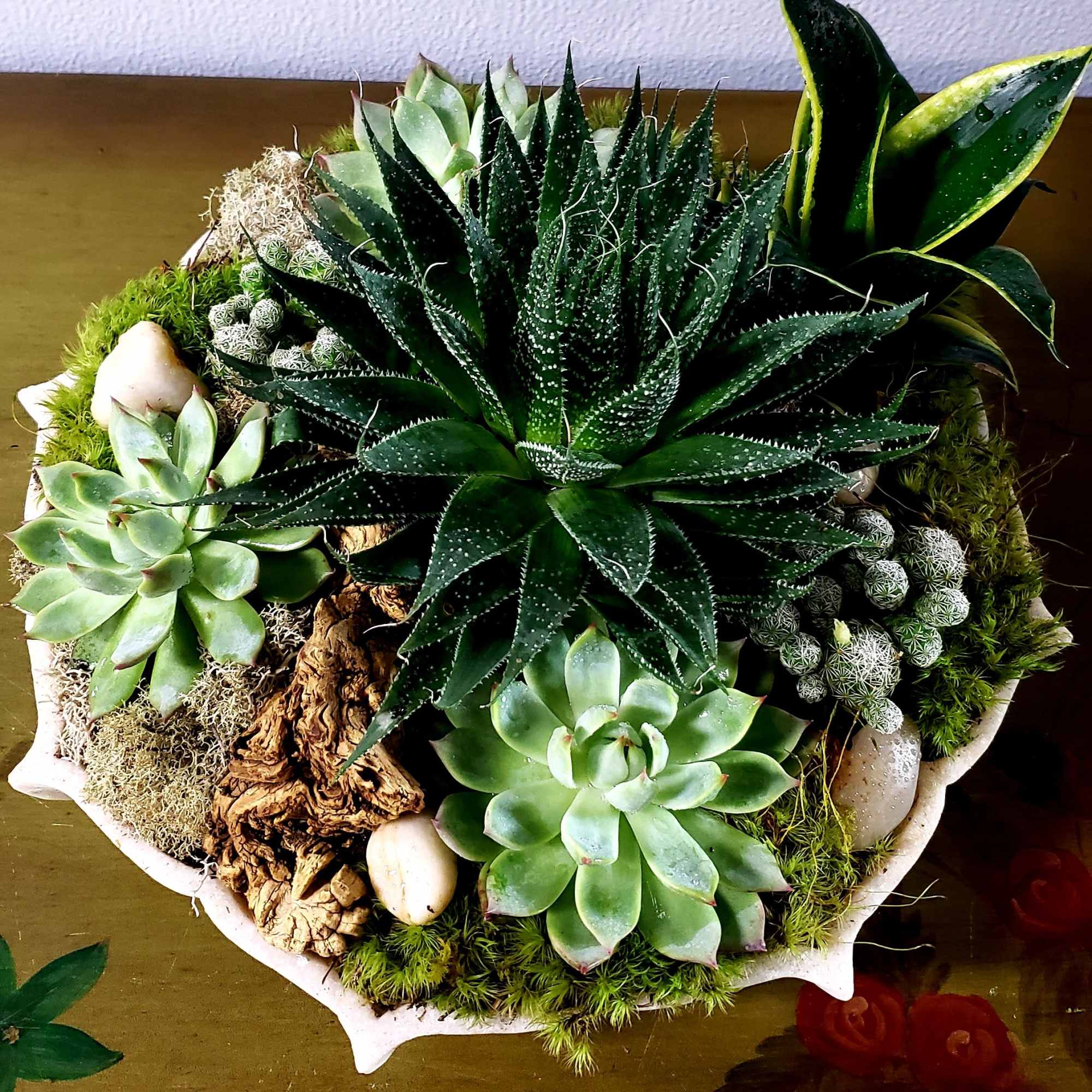 Succulent arrangement in a white shell-shaped container