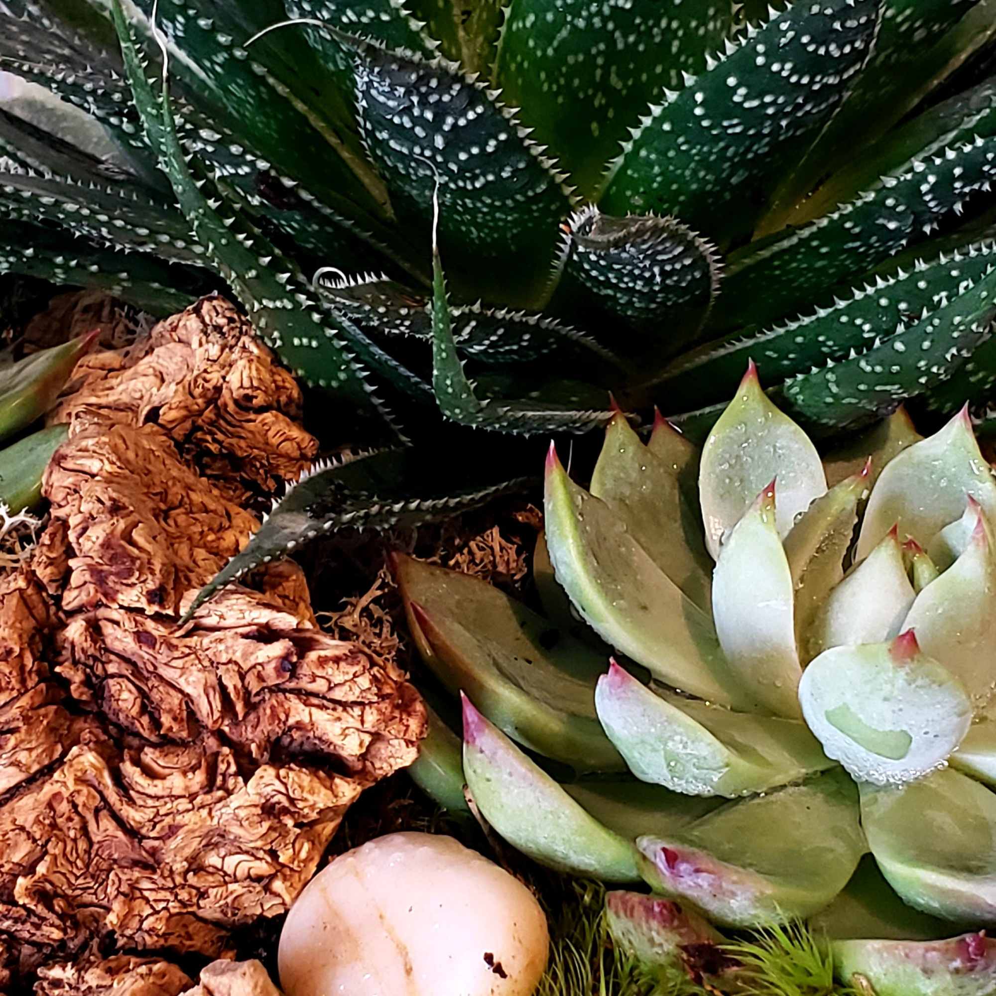 Succulent arrangement with spotted aloe and rosette succulents in a planter