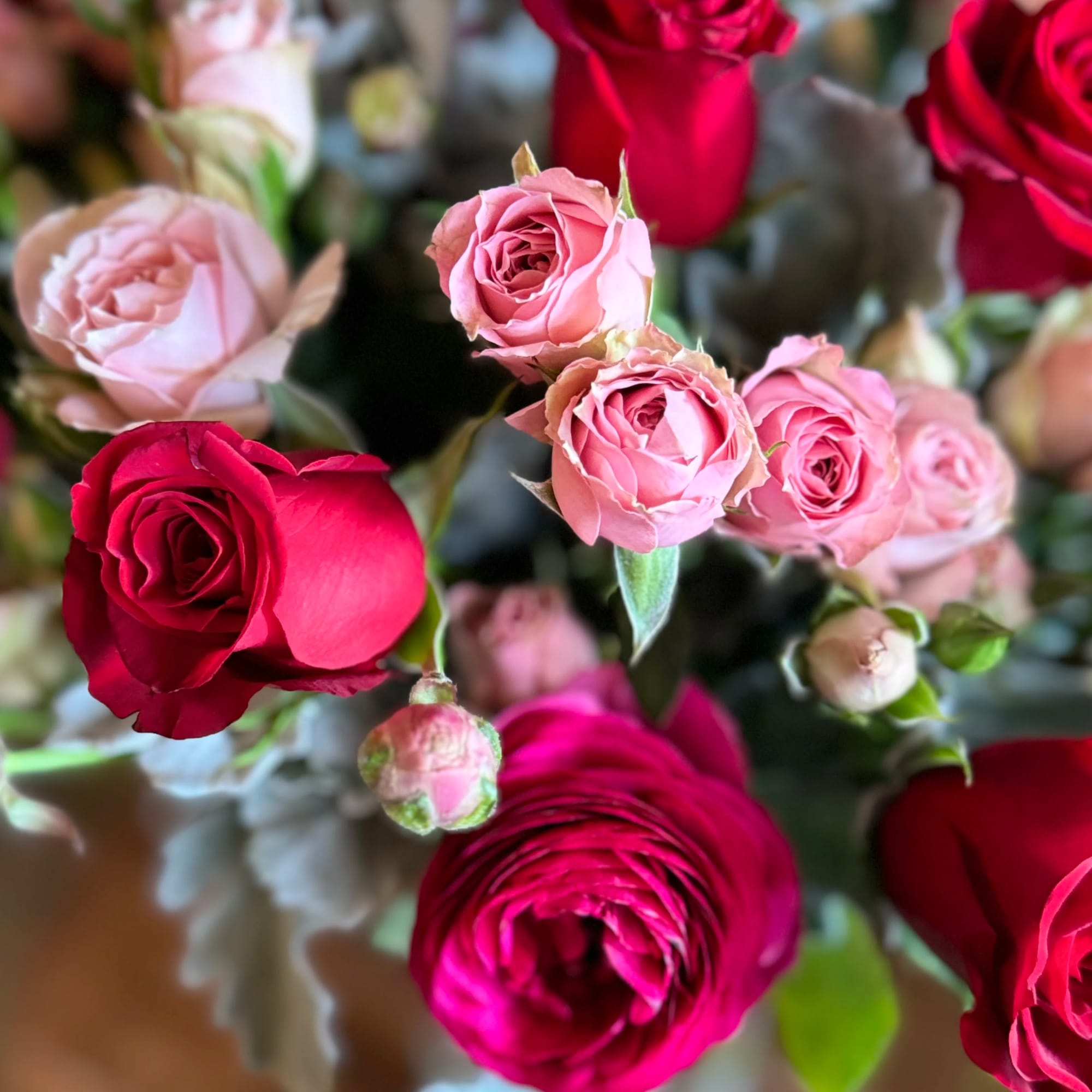 Close-up of pink and red roses in a bouquet
