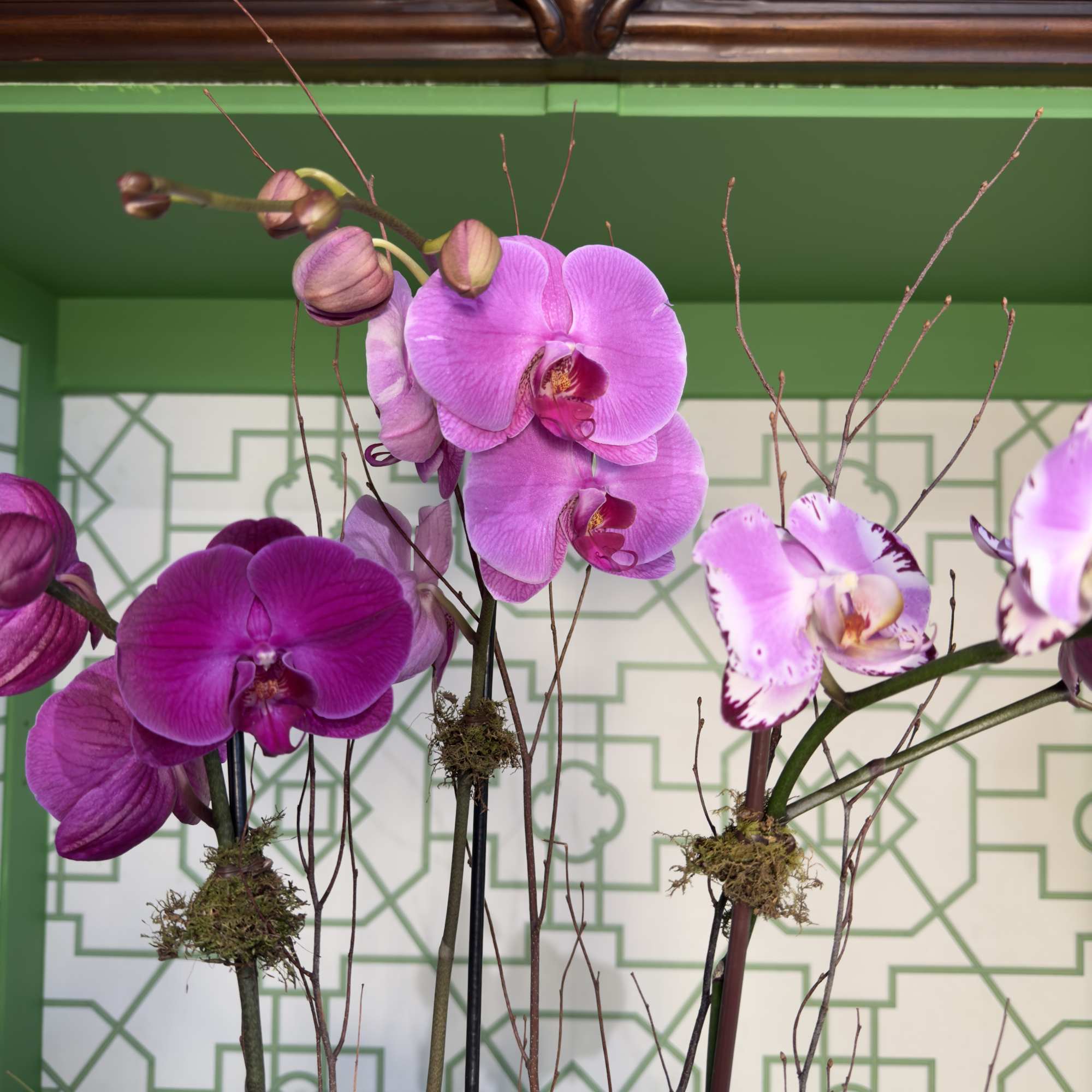 Make a bold and luxurious statement with three stunning purple Phalaenopsis orchids
