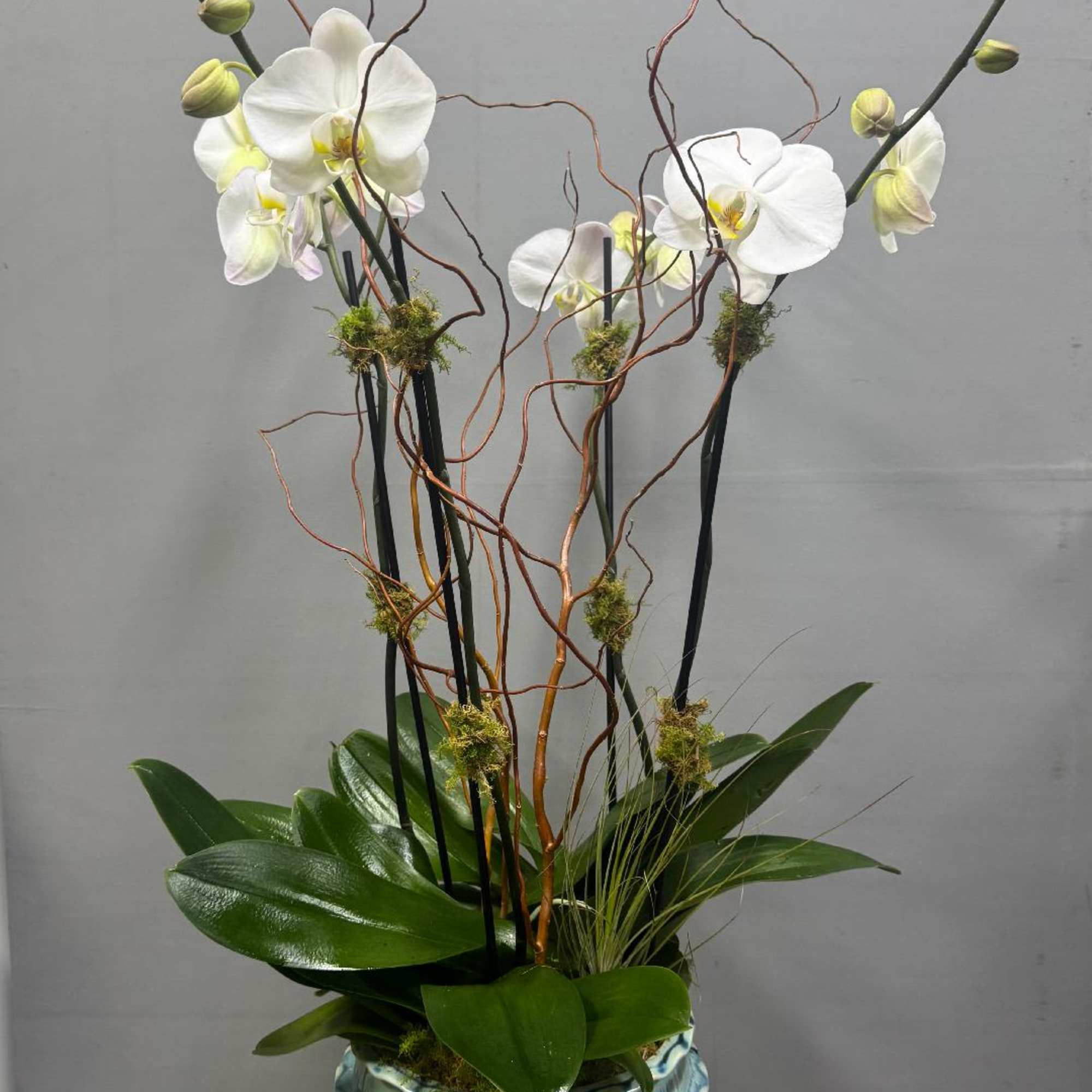 Tall orchid arrangement in a blue ceramic pot with twisting branches