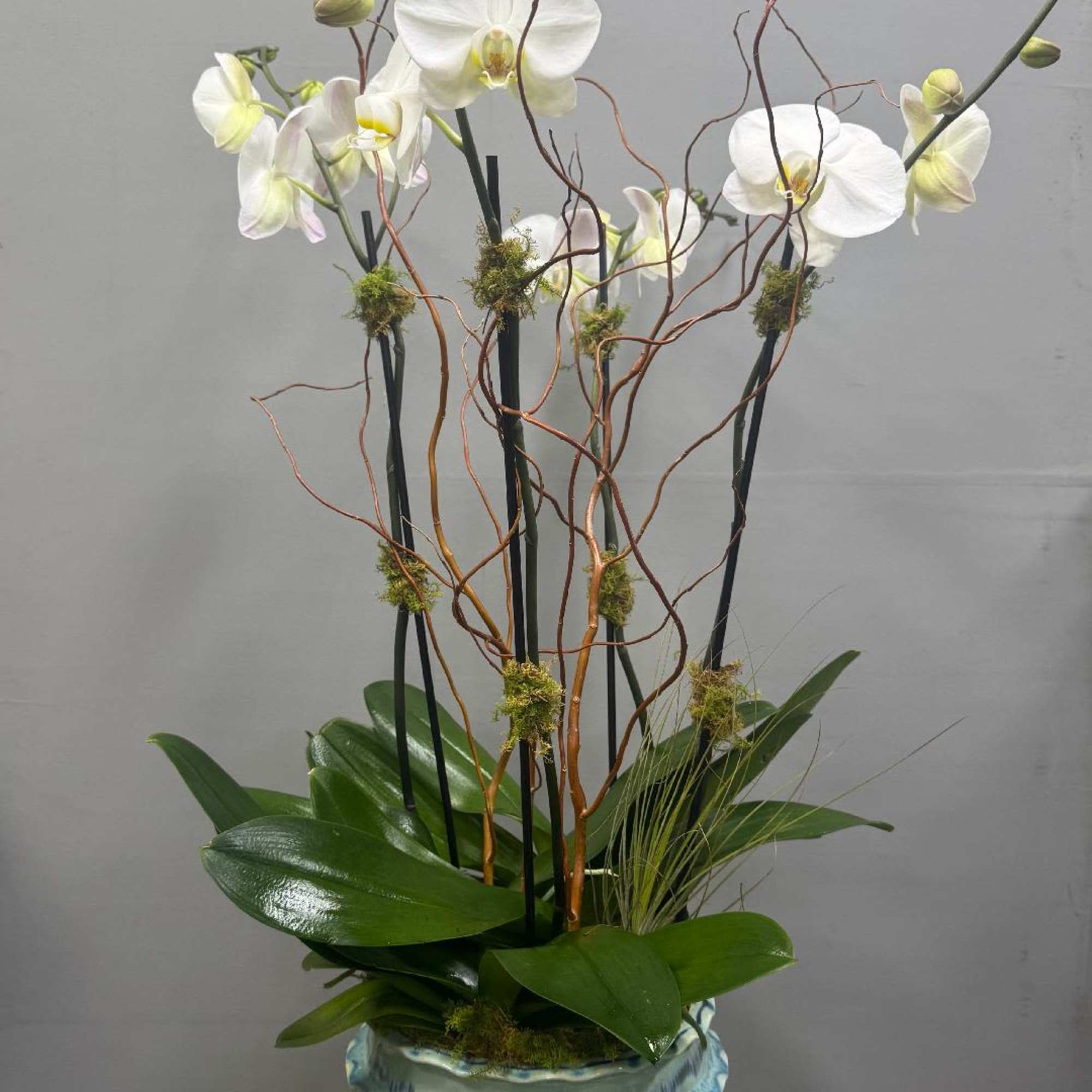White orchids in a blue ceramic vase with curly branches