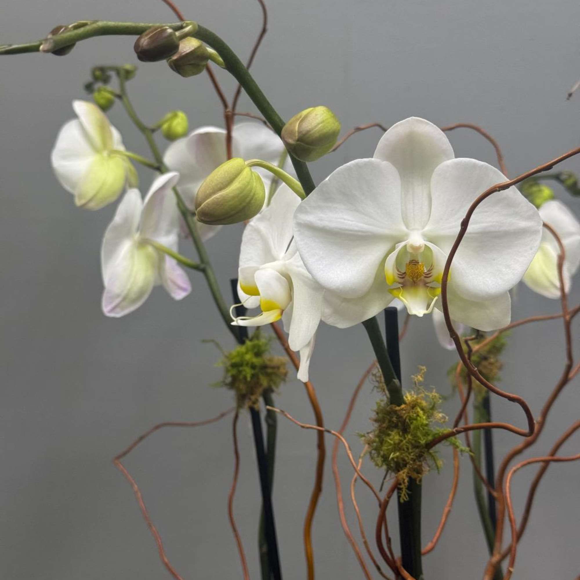 White orchid blooms on tall stems with twisting brown branches