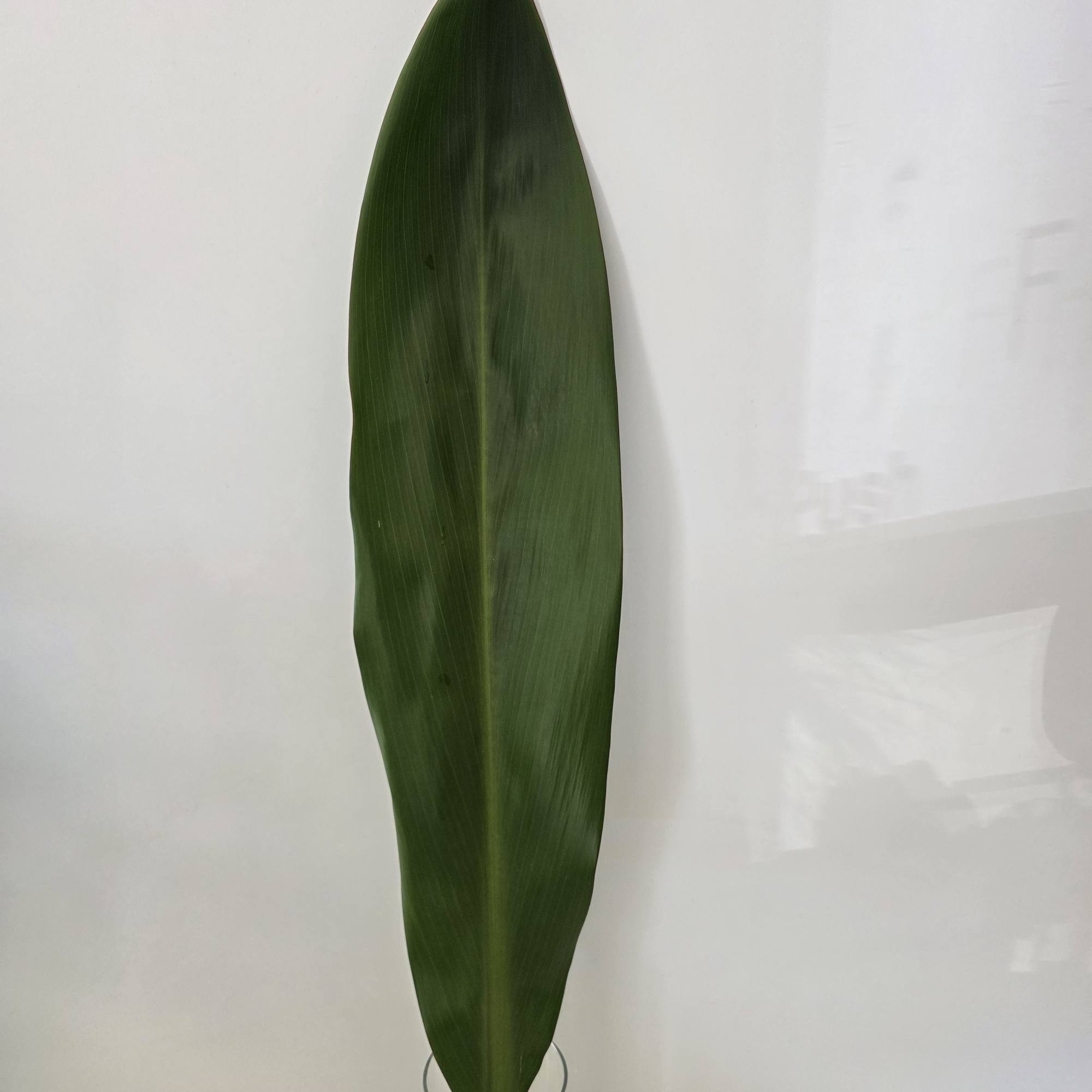 Single large green tropical leaf in a clear glass vase