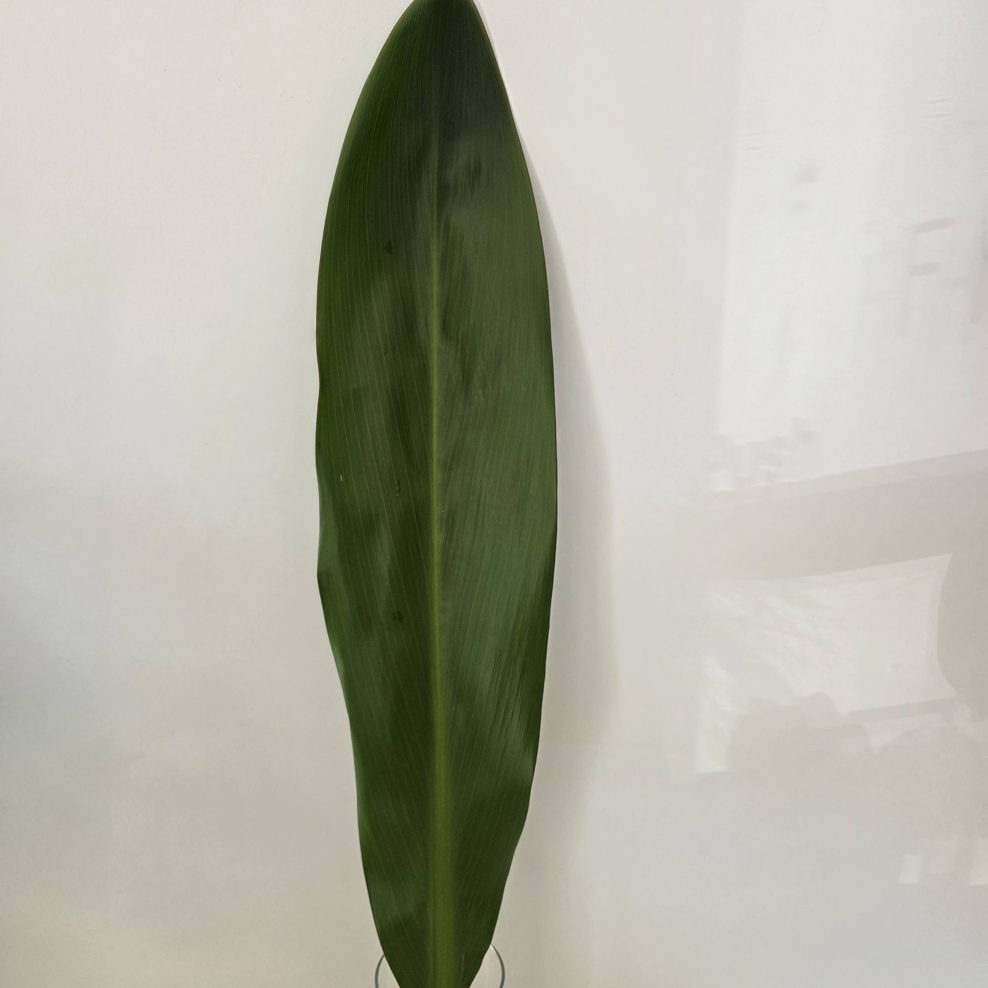 Single tall green tropical leaf in a clear glass vase