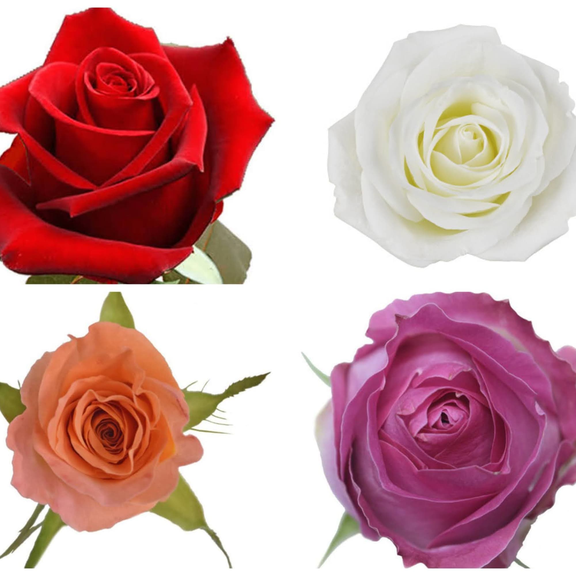 Six beautiful long-stemmed roses in your choice of color with the works.
Please