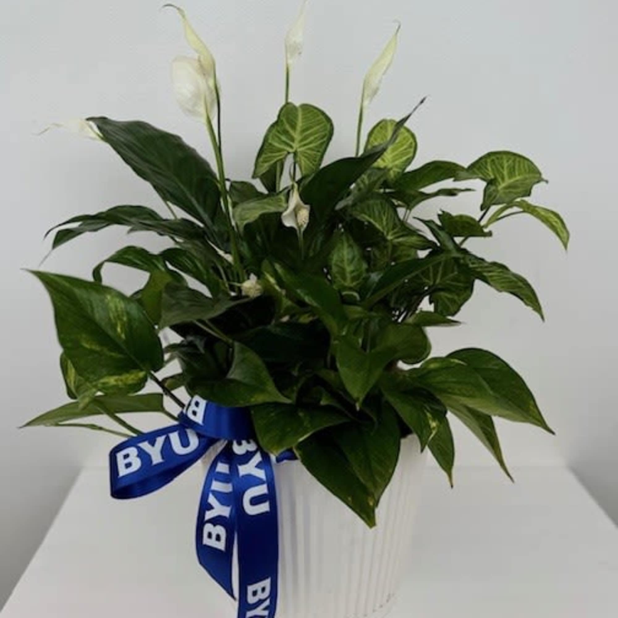 A beautiful sympathy plant in a 10" x 9.5" pot. Please include