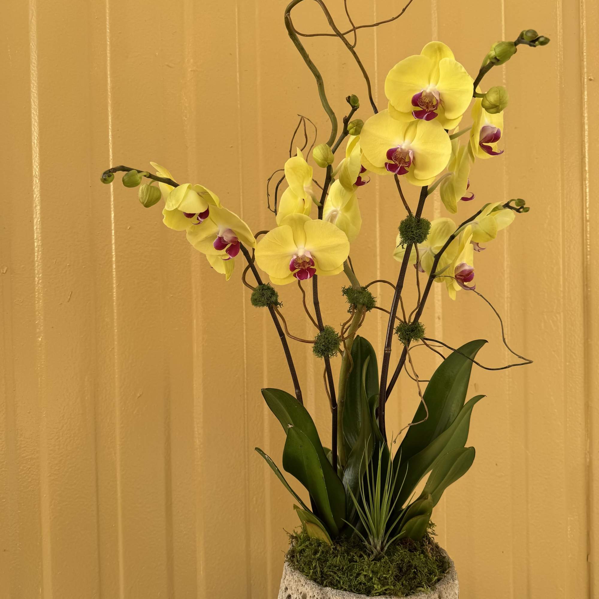 Yellow orchid arrangement in a white pot with moss