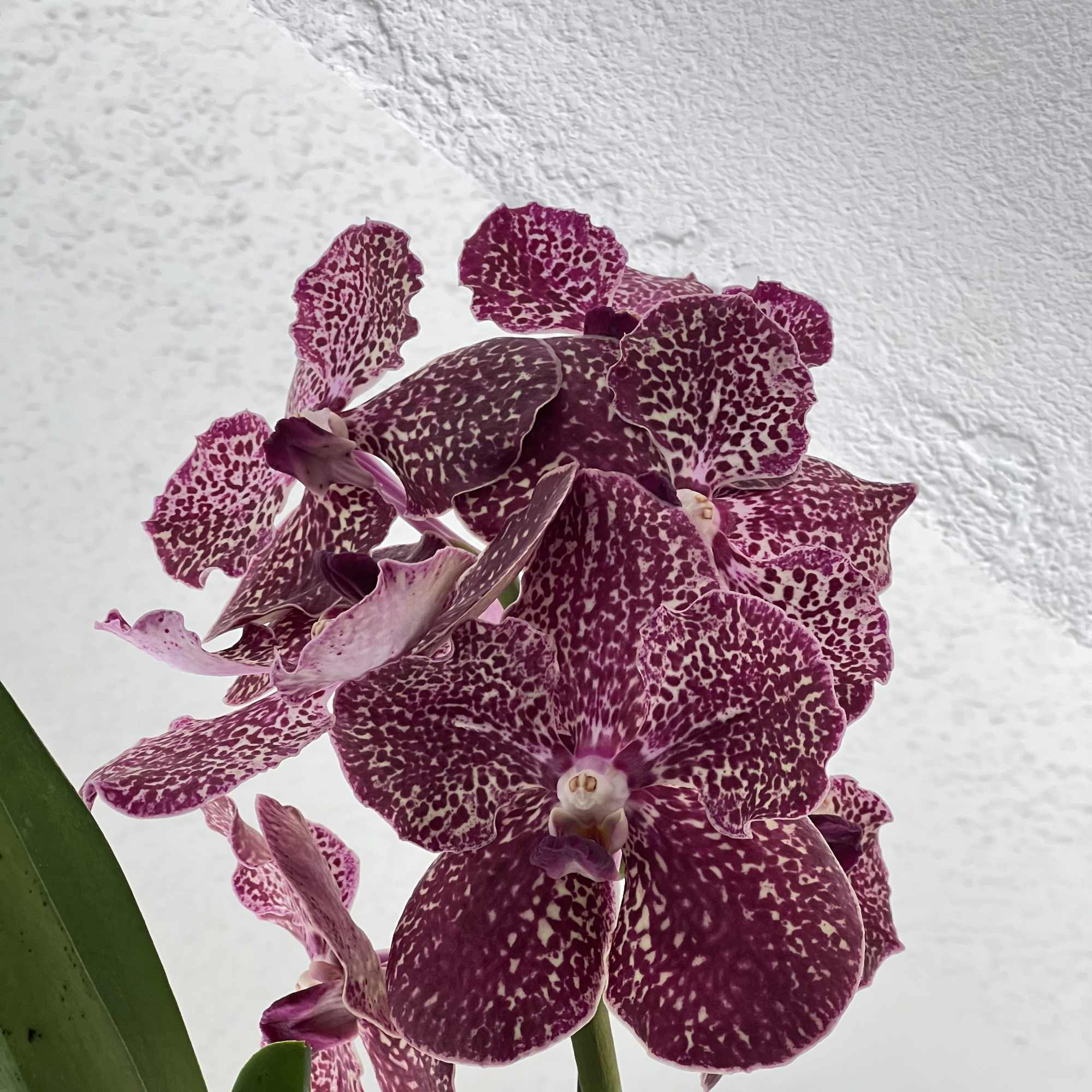 Cluster of purple speckled orchid blooms on a tall stem against a light background