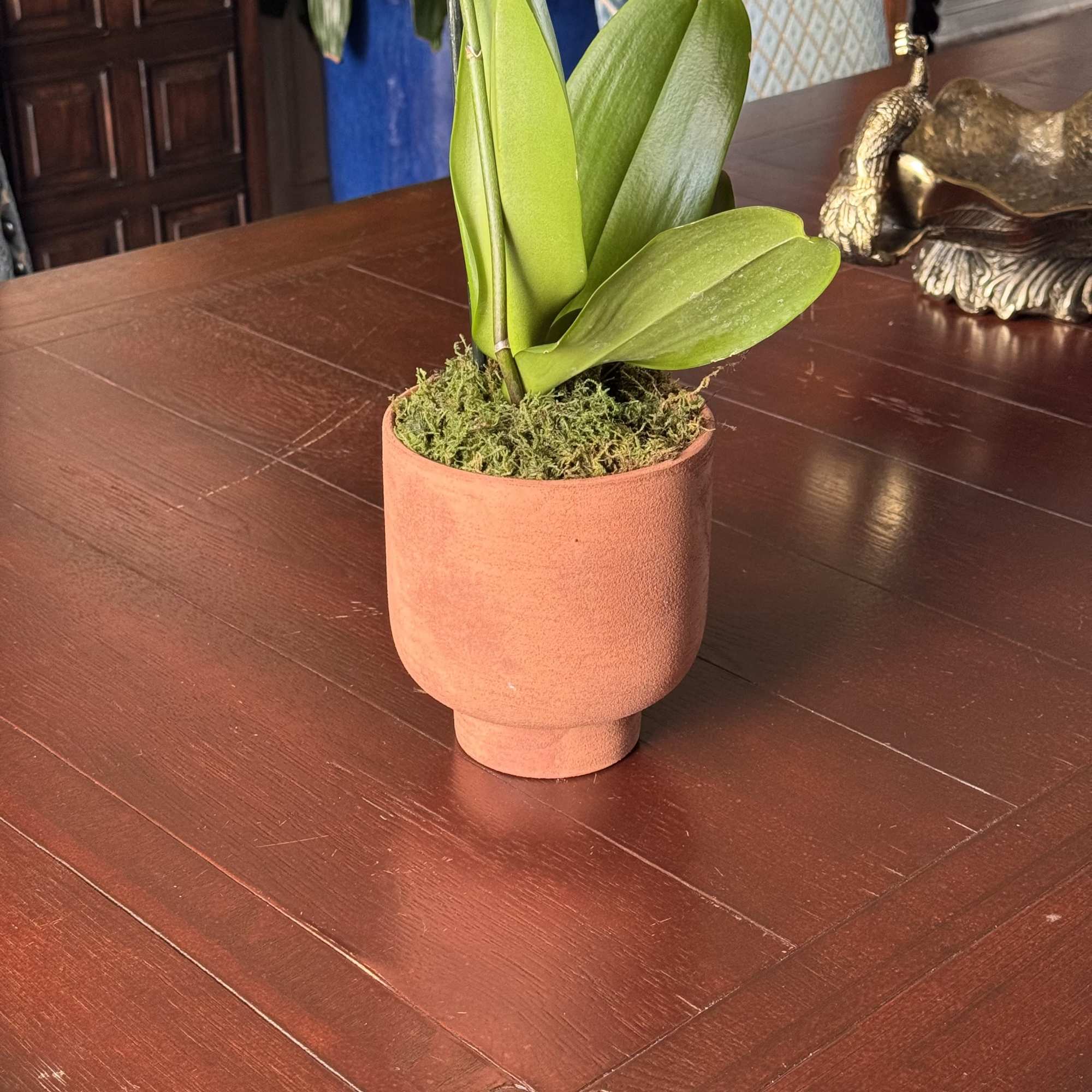Small potted plant in a terracotta pot on a wooden table