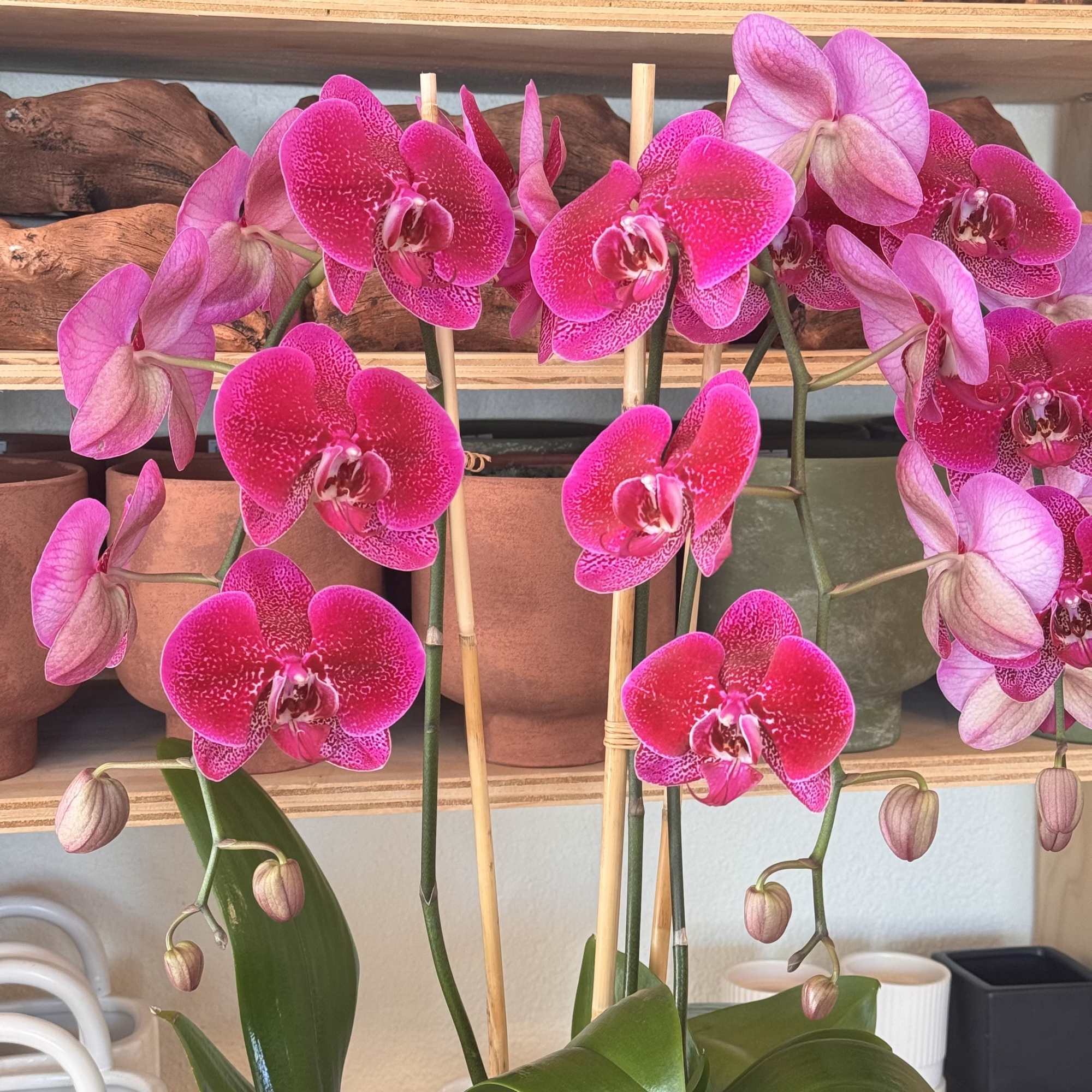 Pink phalaenopsis orchids in a pot with bamboo stakes