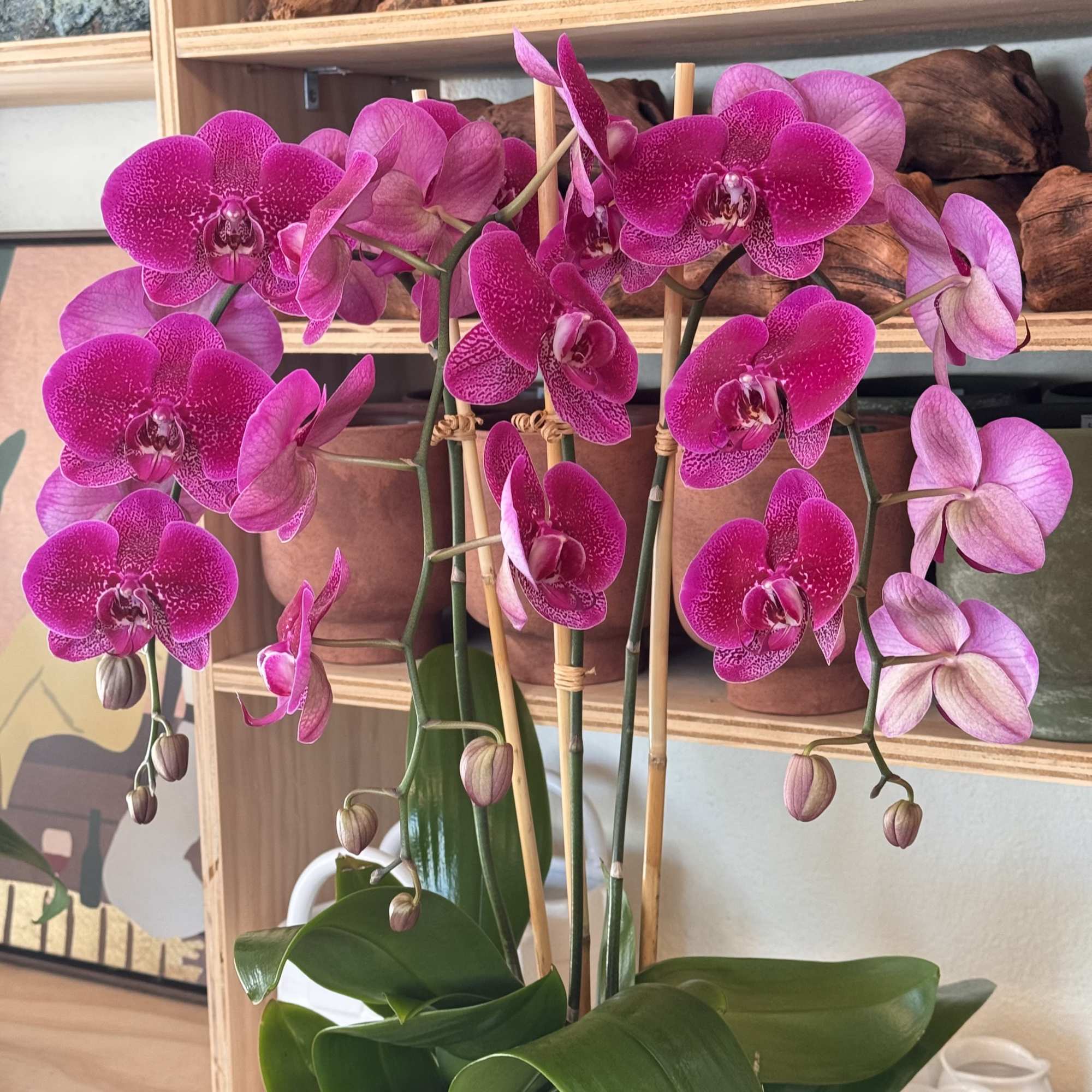 Pink orchid blooms in a pot with support stakes