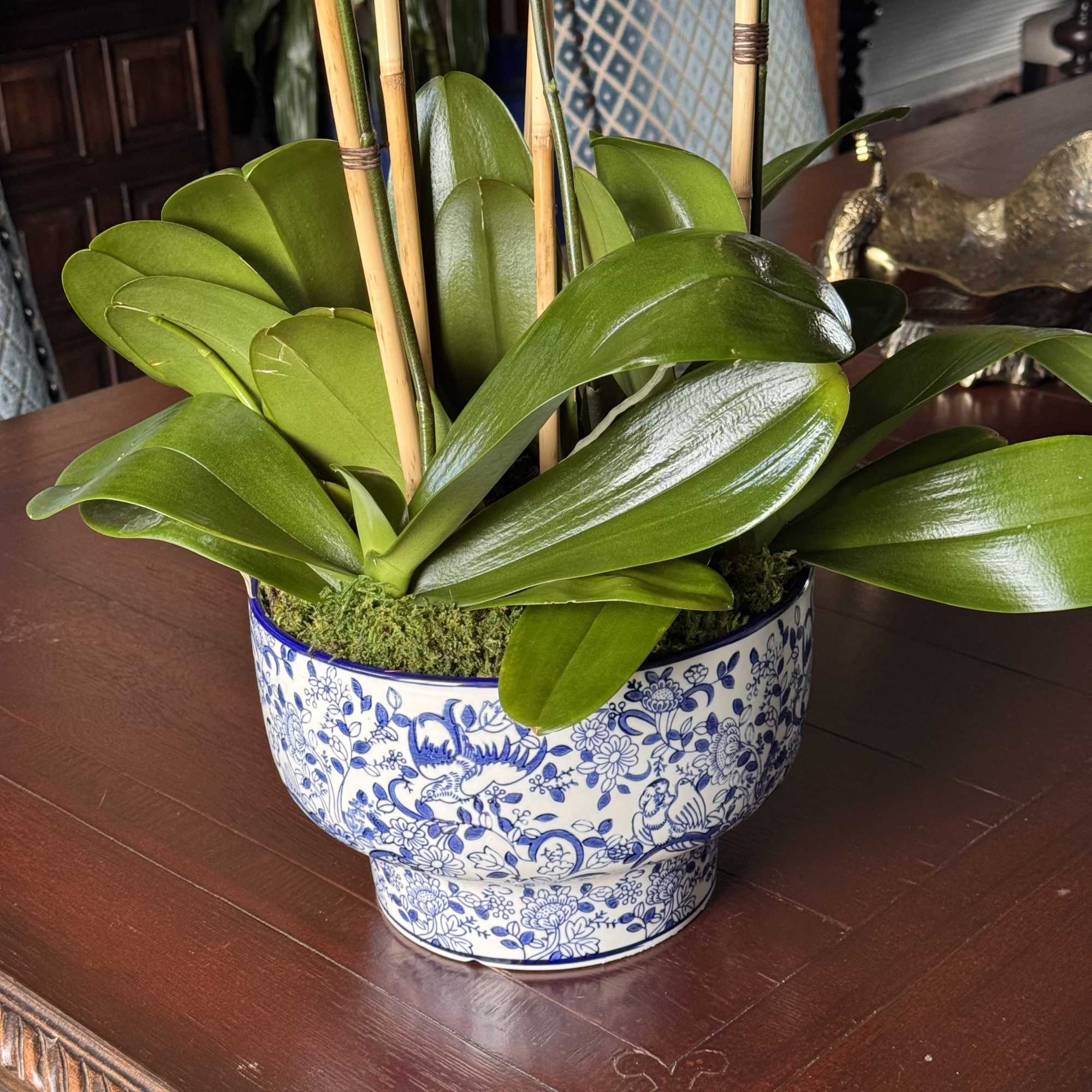 Potted orchid plant in a blue-and-white ceramic container