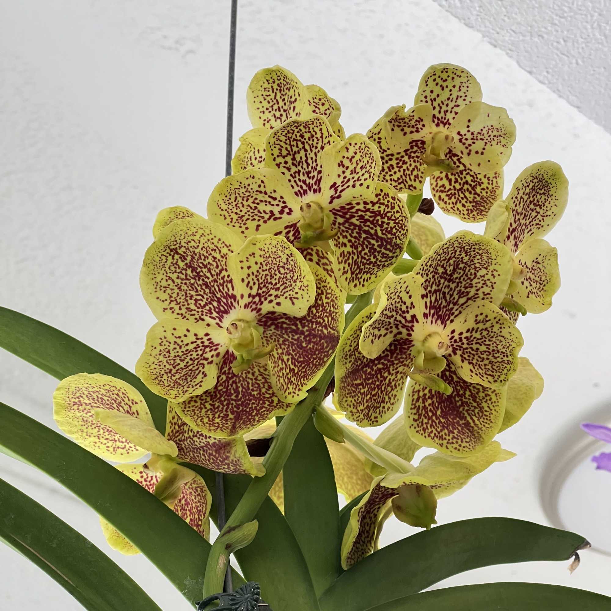 Yellow orchids with red speckles on a green-leafed plant against a light indoor ceiling.
