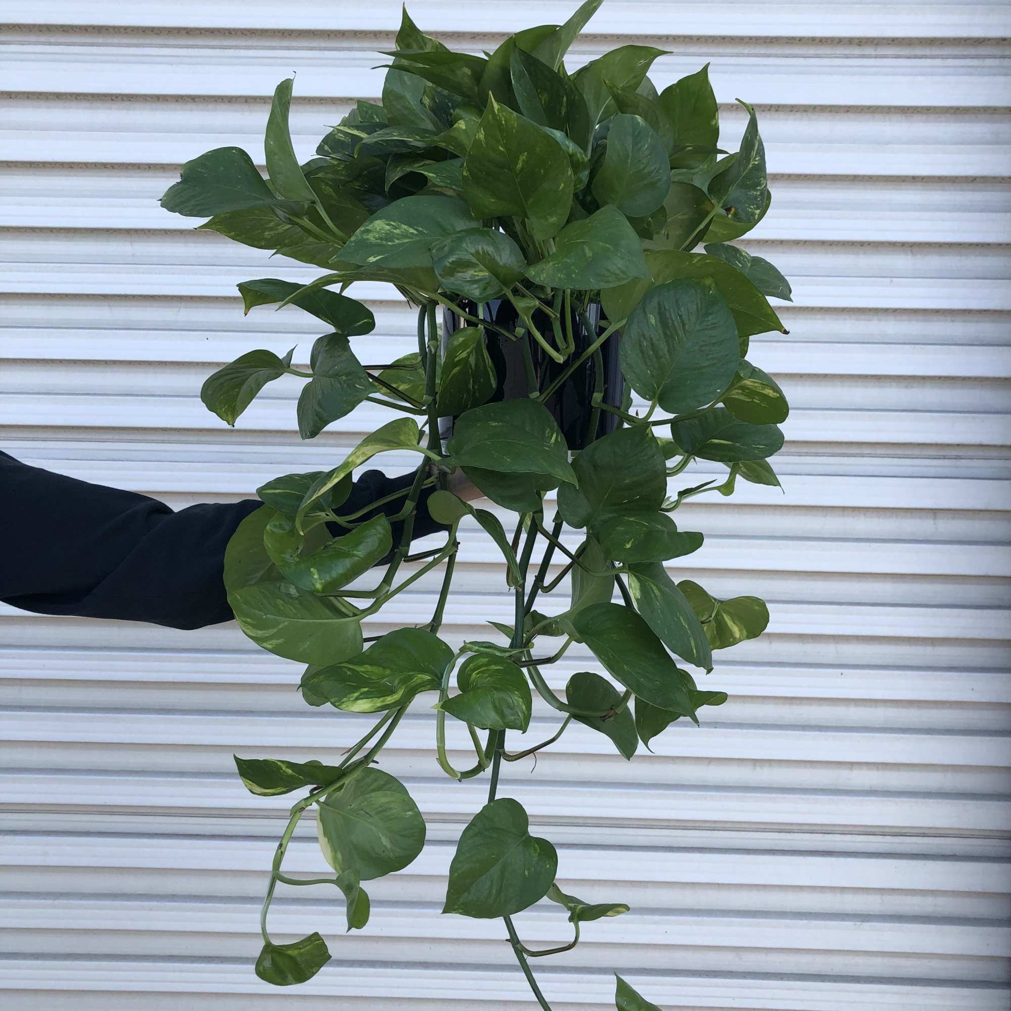 Trailing green pothos plant in a black hanging pot