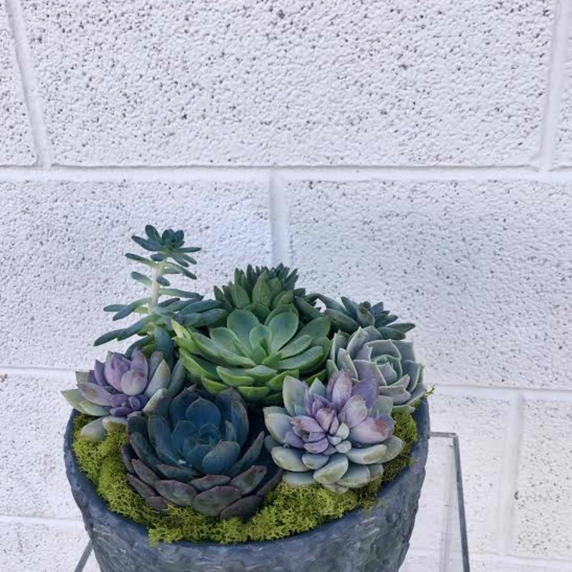 Succulent arrangement in a dark round planter