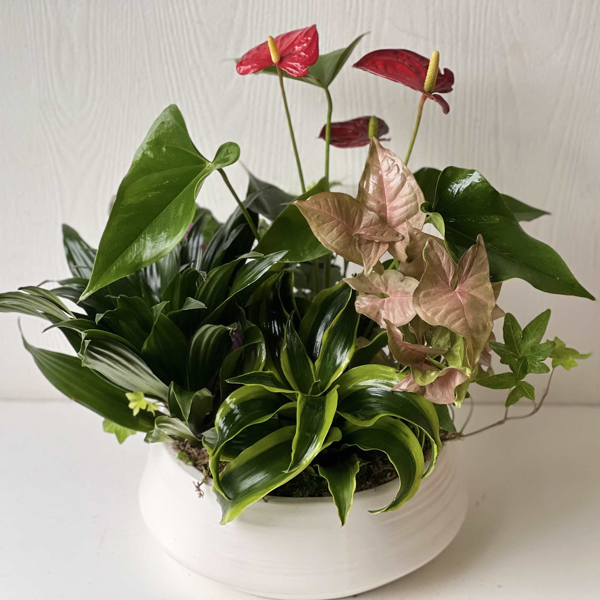 Potted arrangement with red anthuriums and mixed foliage in a white bowl planter