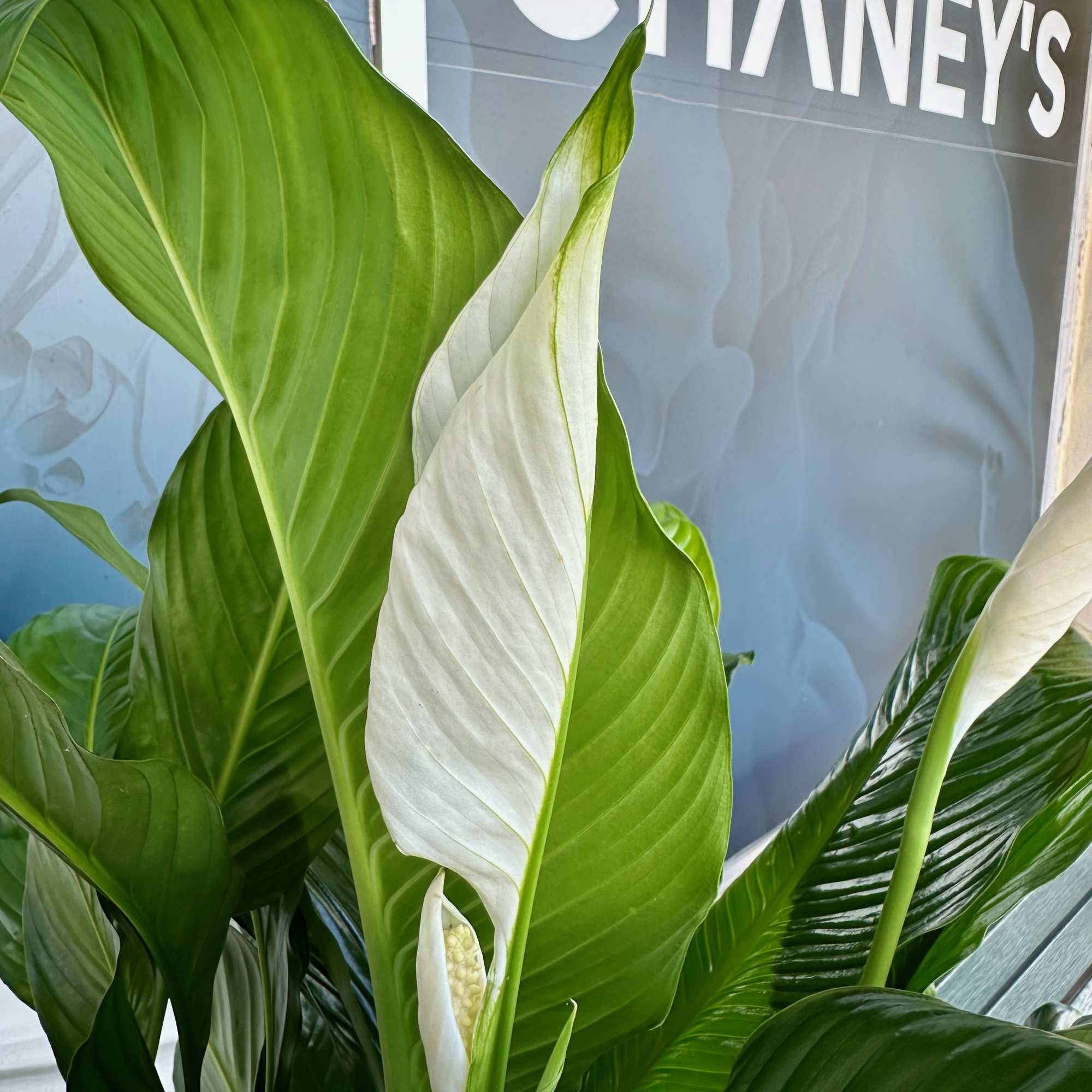 White peace lily blooms among large green leaves.