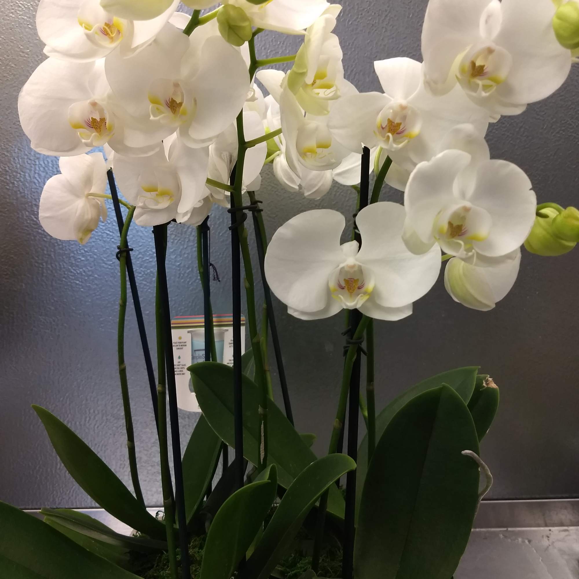 White orchid arrangement in a planter with broad green leaves