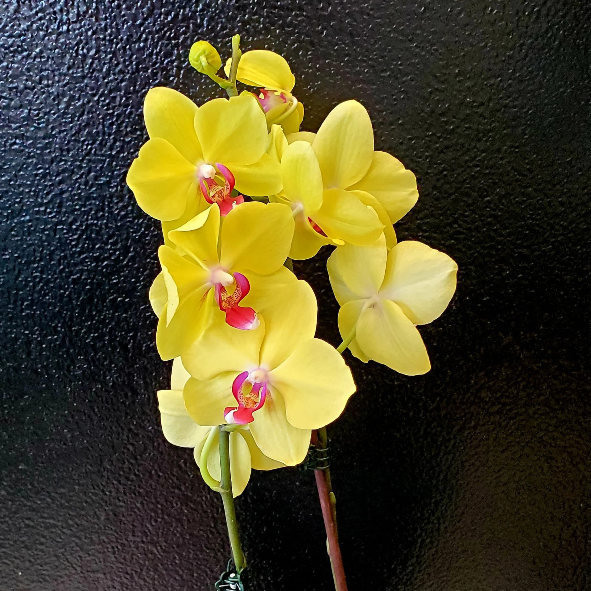 Yellow orchid blooms with pink centers on stems against a dark background