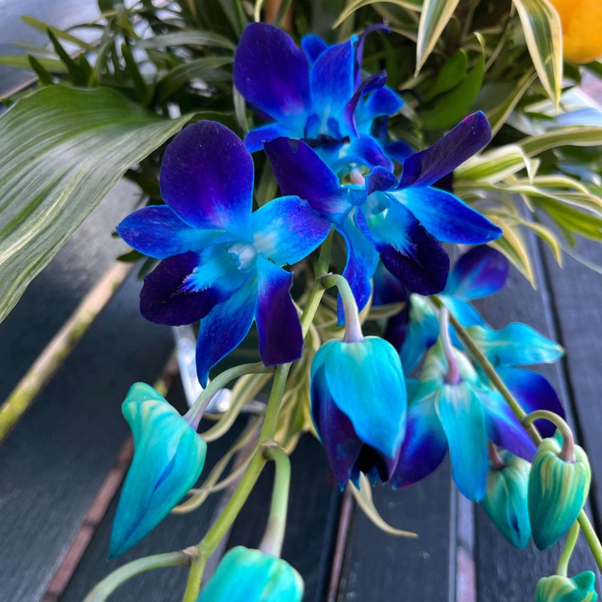 Blue-purple orchids with variegated foliage
