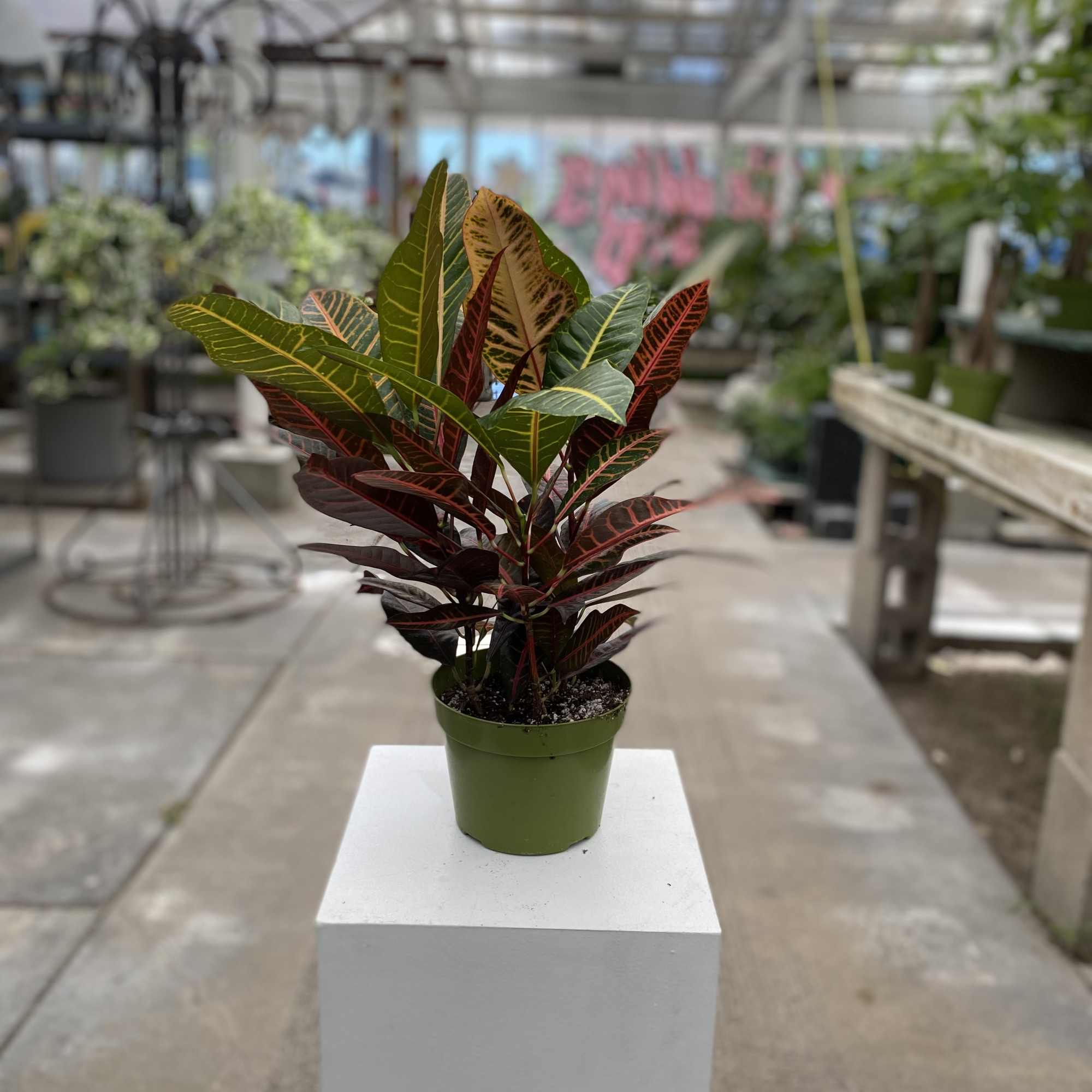 Potted croton plant with multicolored leaves in a green nursery pot