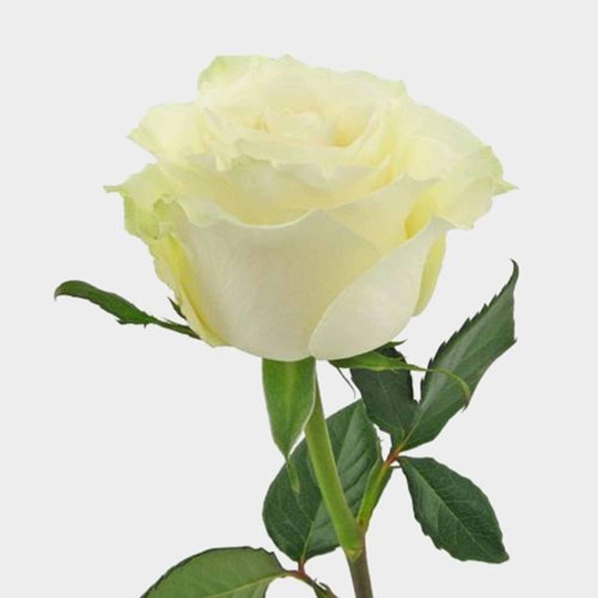 Single pale yellow rose with a green stem and leaves