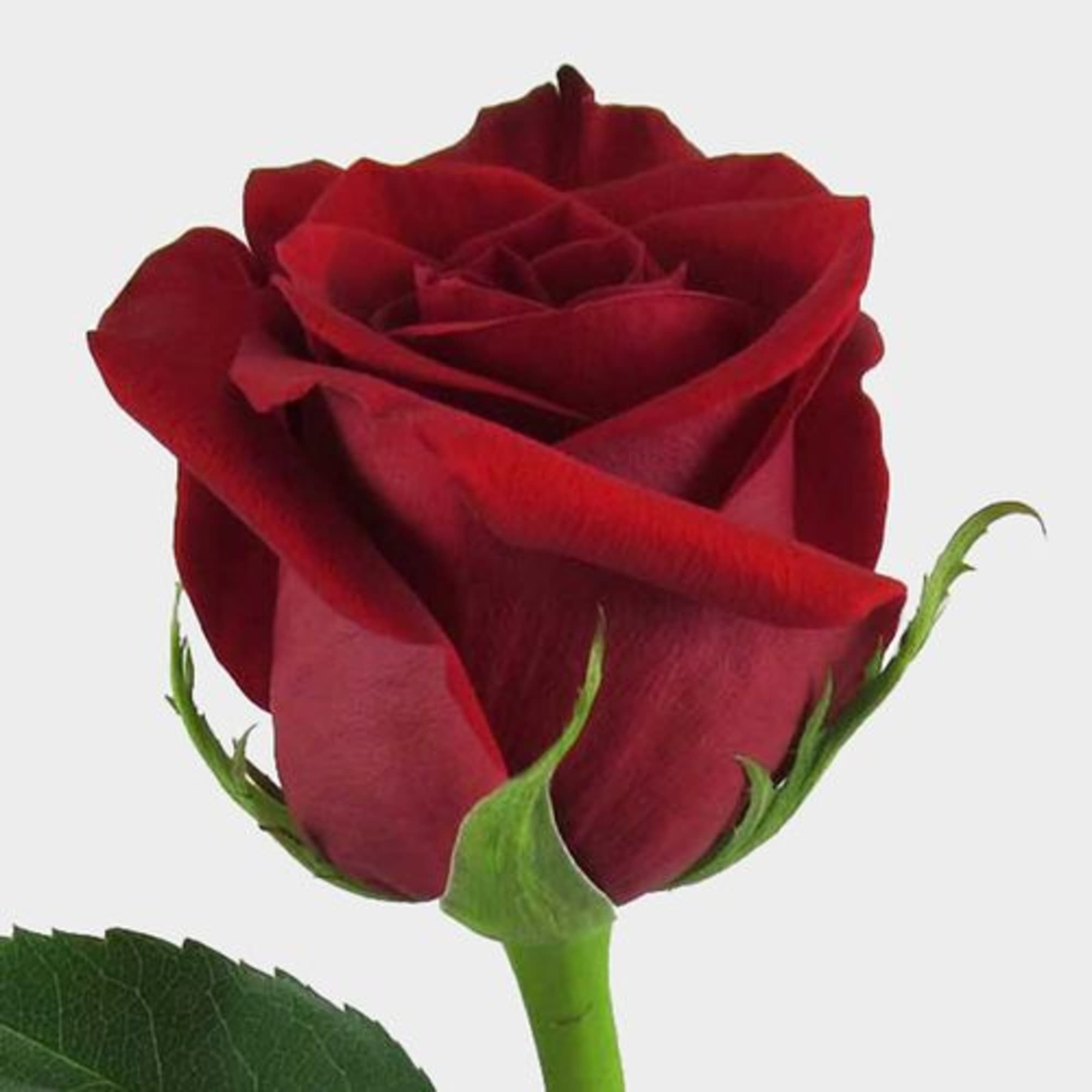 Close-up of a single red rose bloom