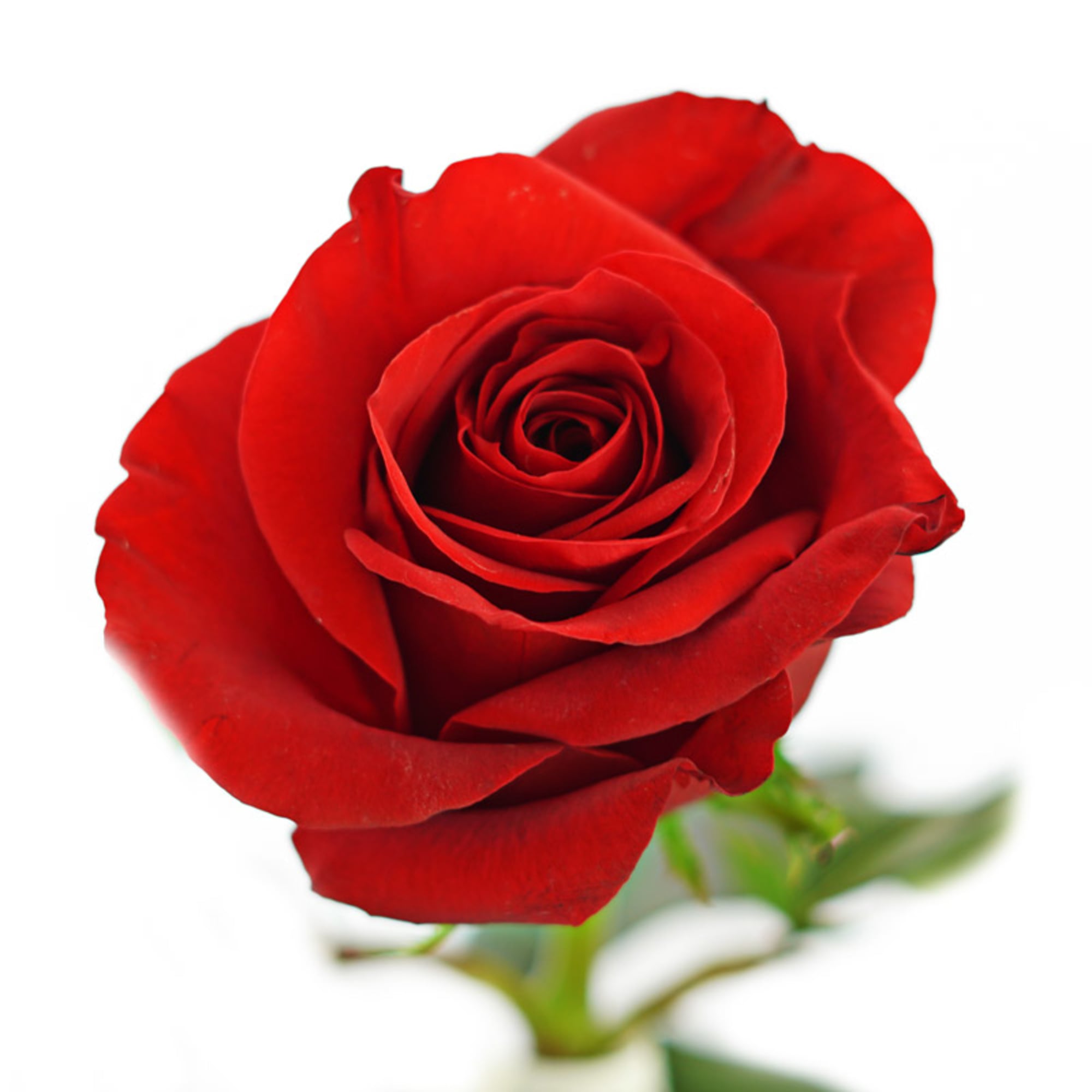 Single red rose on a white background