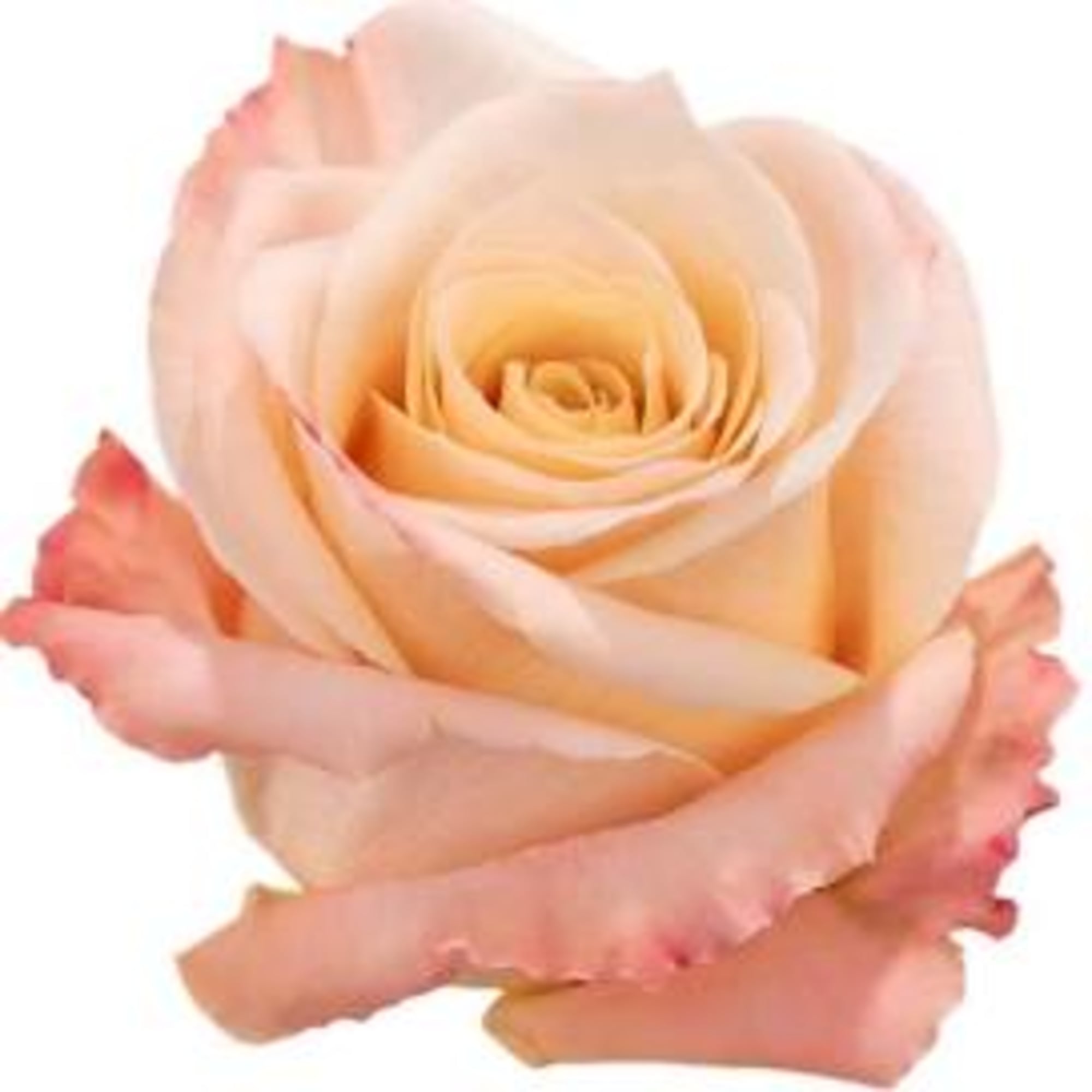 Close-up of a peach rose with pink-tipped petals