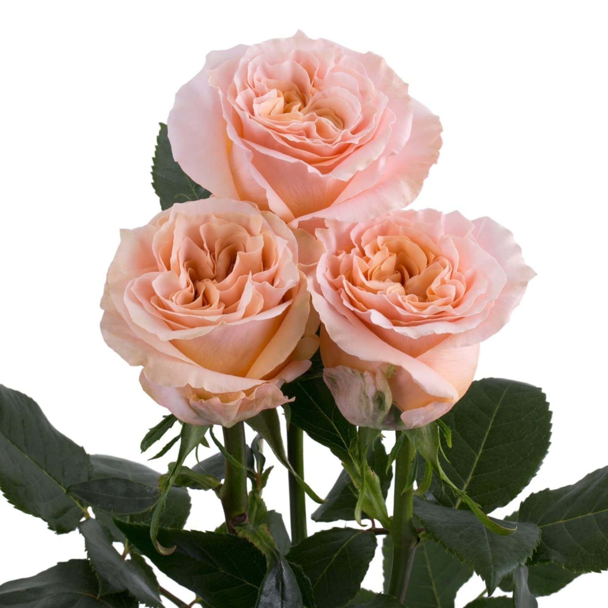 Three peach roses with dark green leaves on a white background