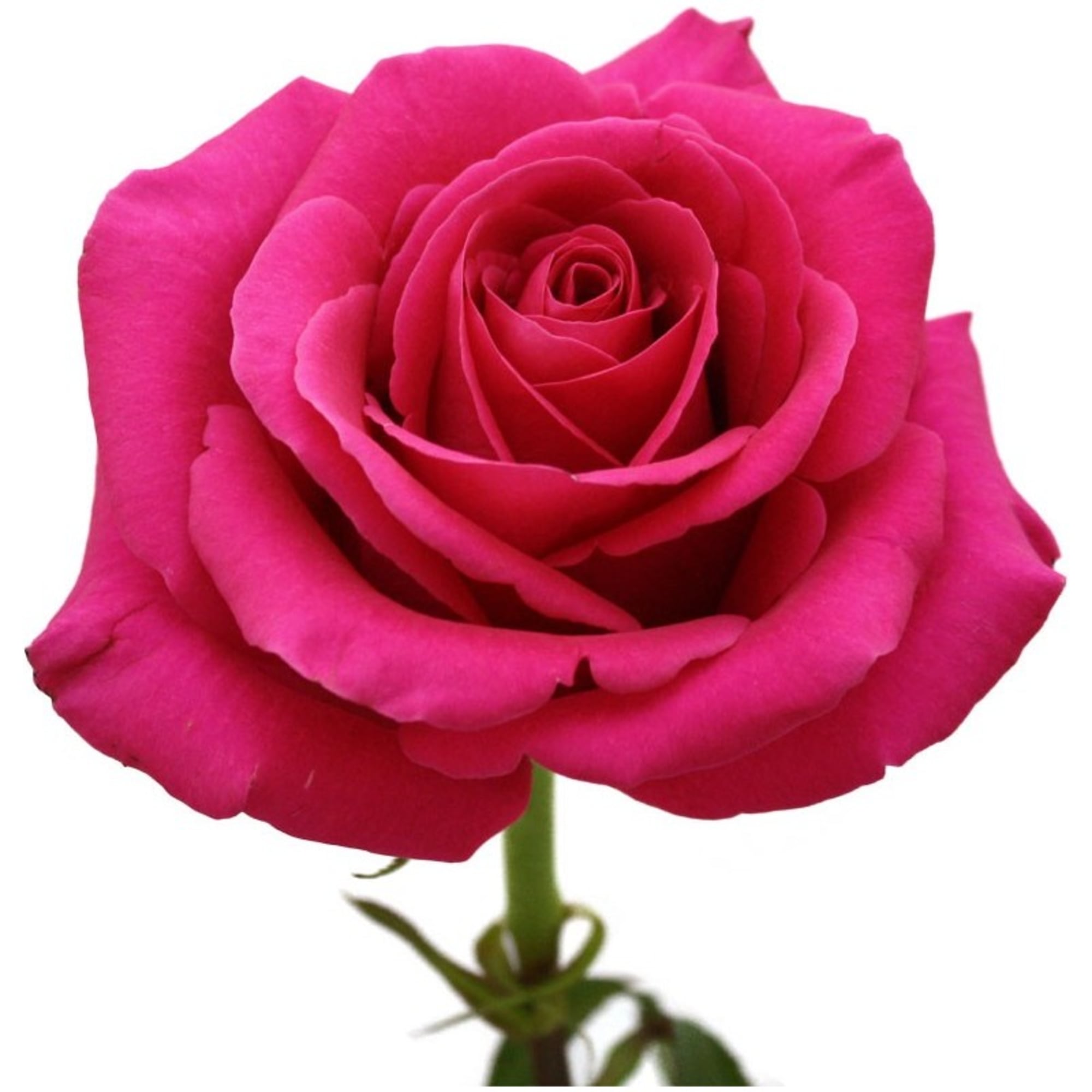 Single bright pink rose bloom on a white background