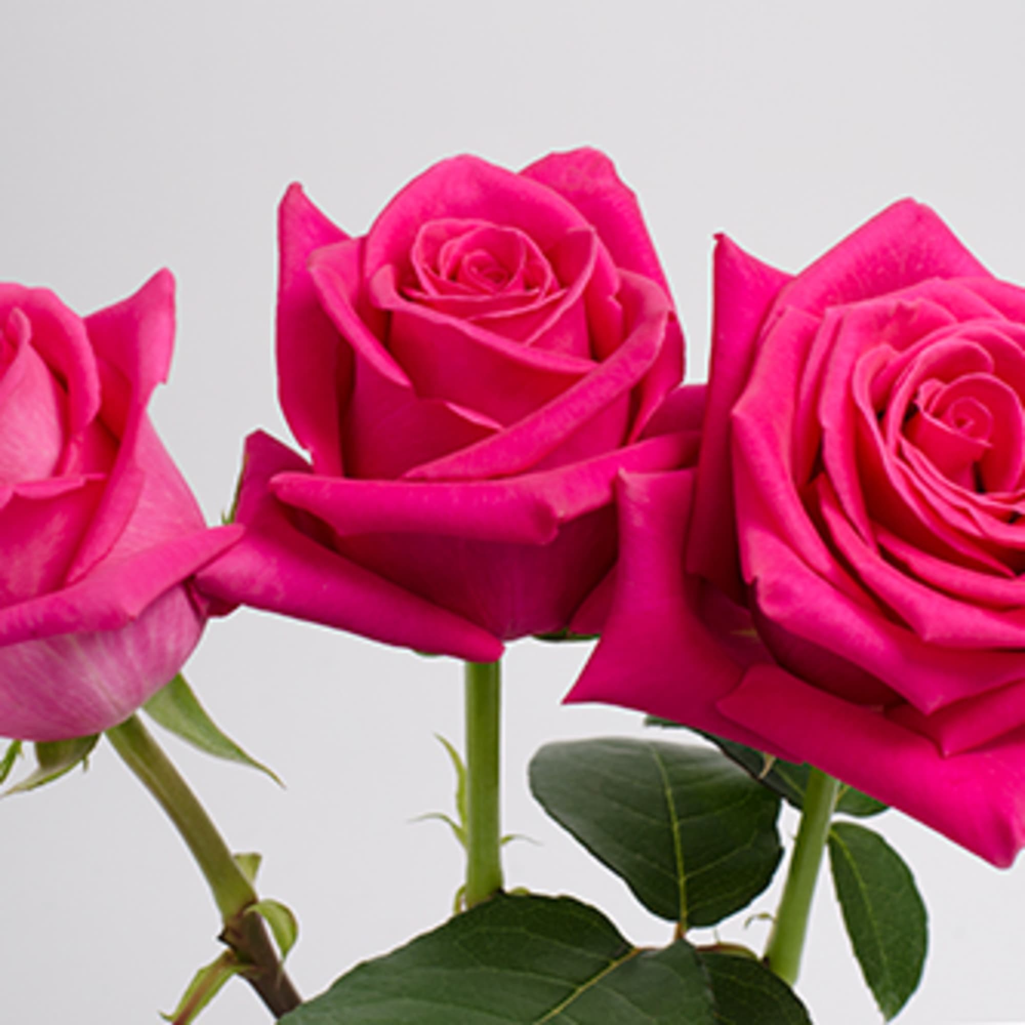 Three bright pink roses on stems against a white background