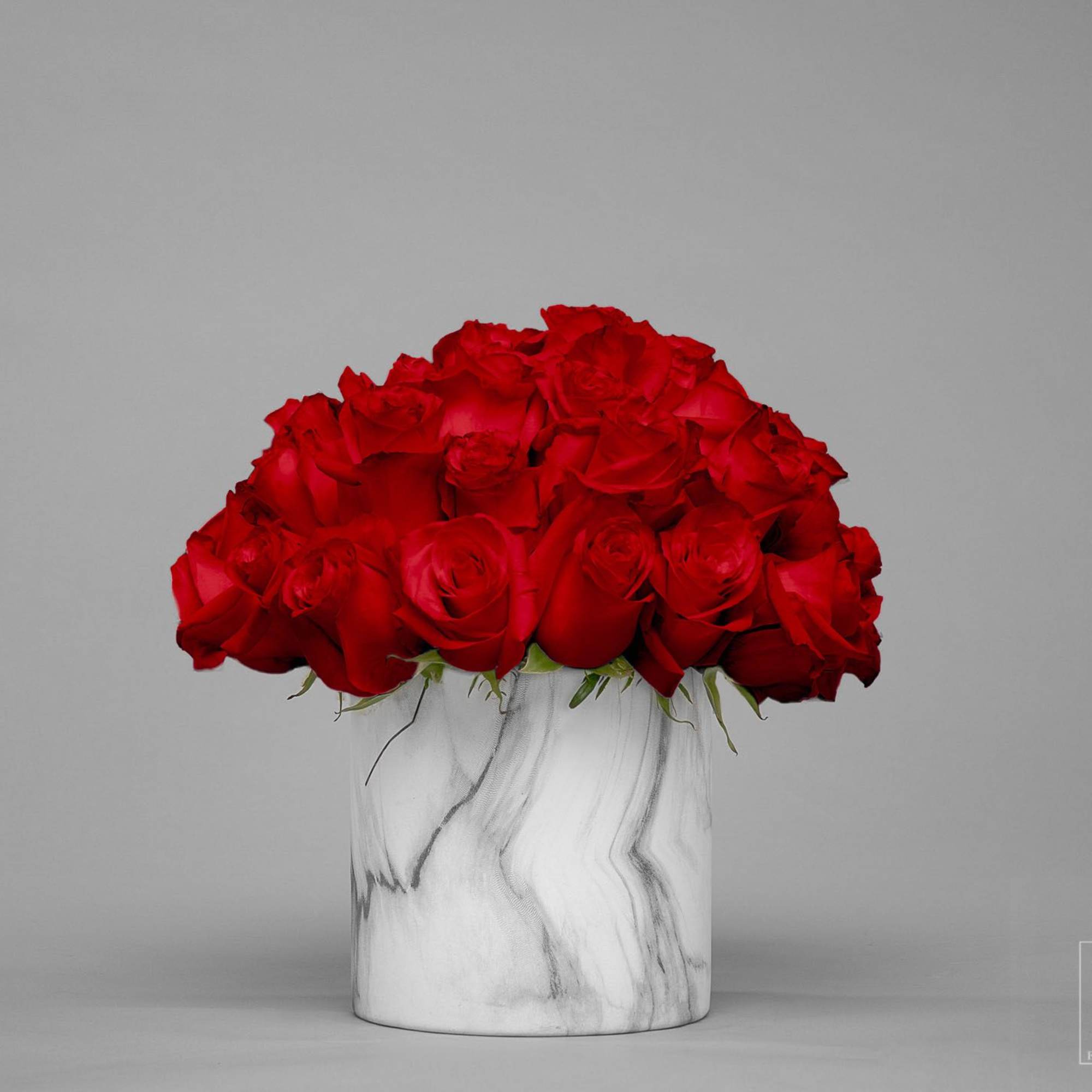 Red roses arranged in a white marble vase