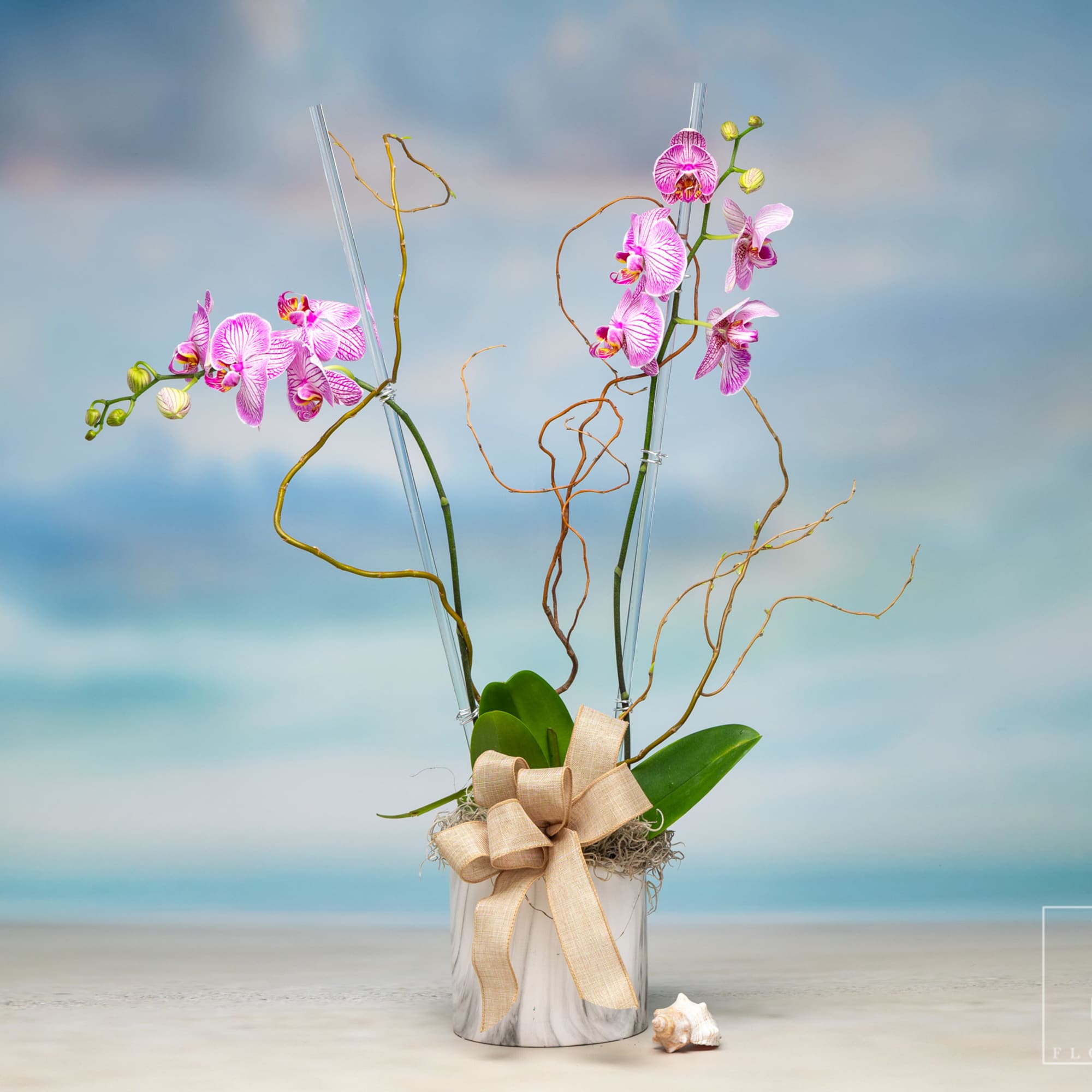 Purple Orchid Plant great for the kitchen, bathroom, or your greenhouse. Pricing