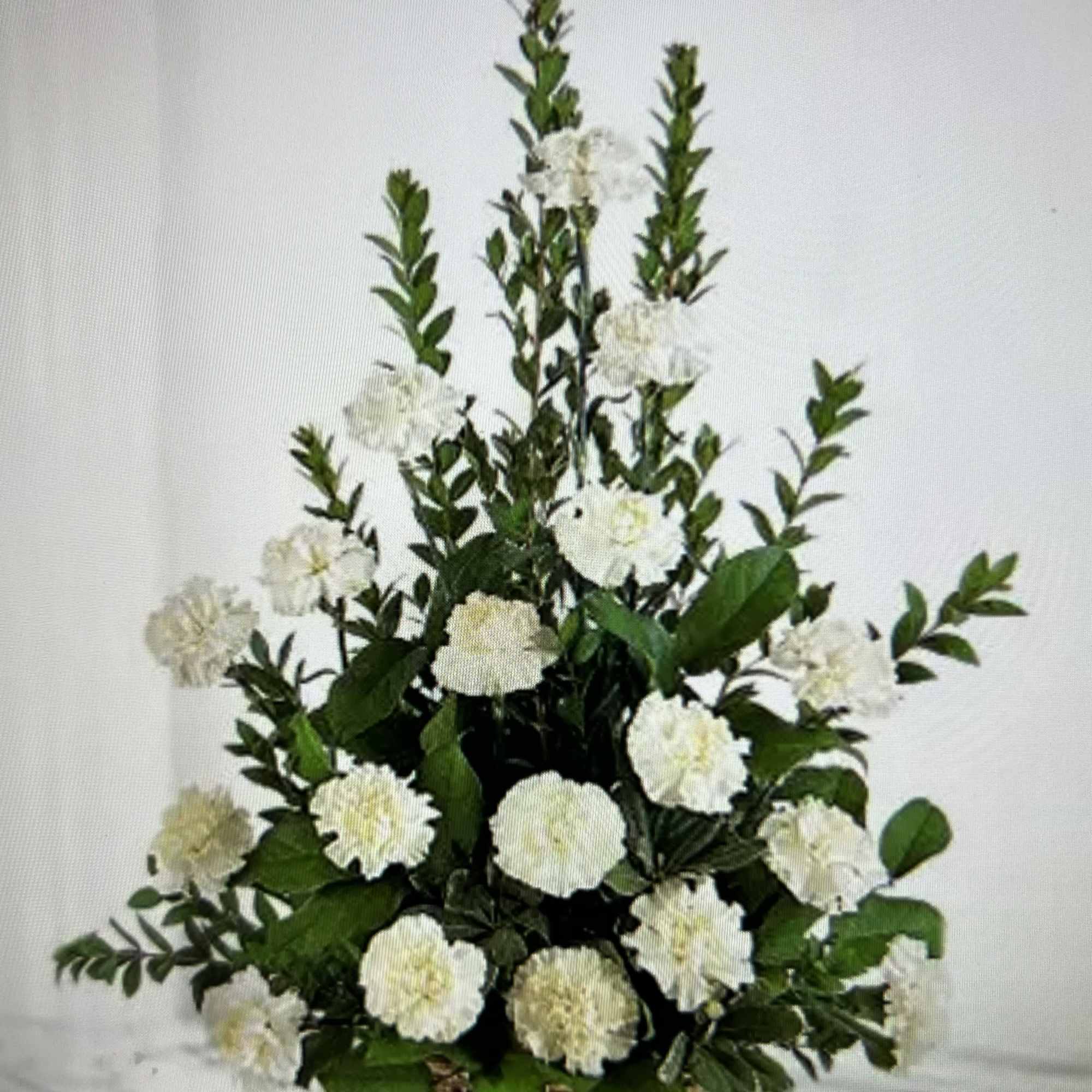 Our Pedestal Arrangement is lovely in pure white flowers nestled in a