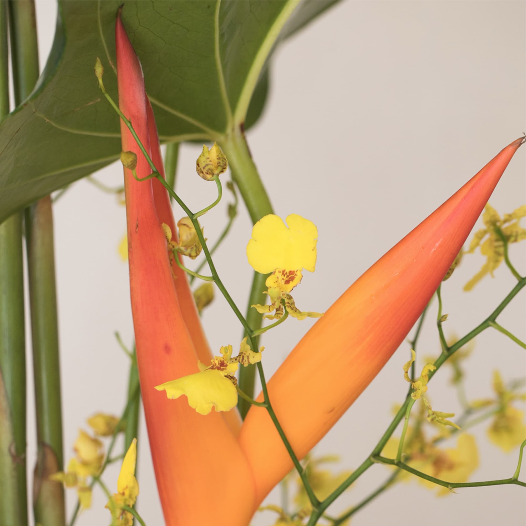 Tropical arrangement with orange heliconia and small yellow orchids