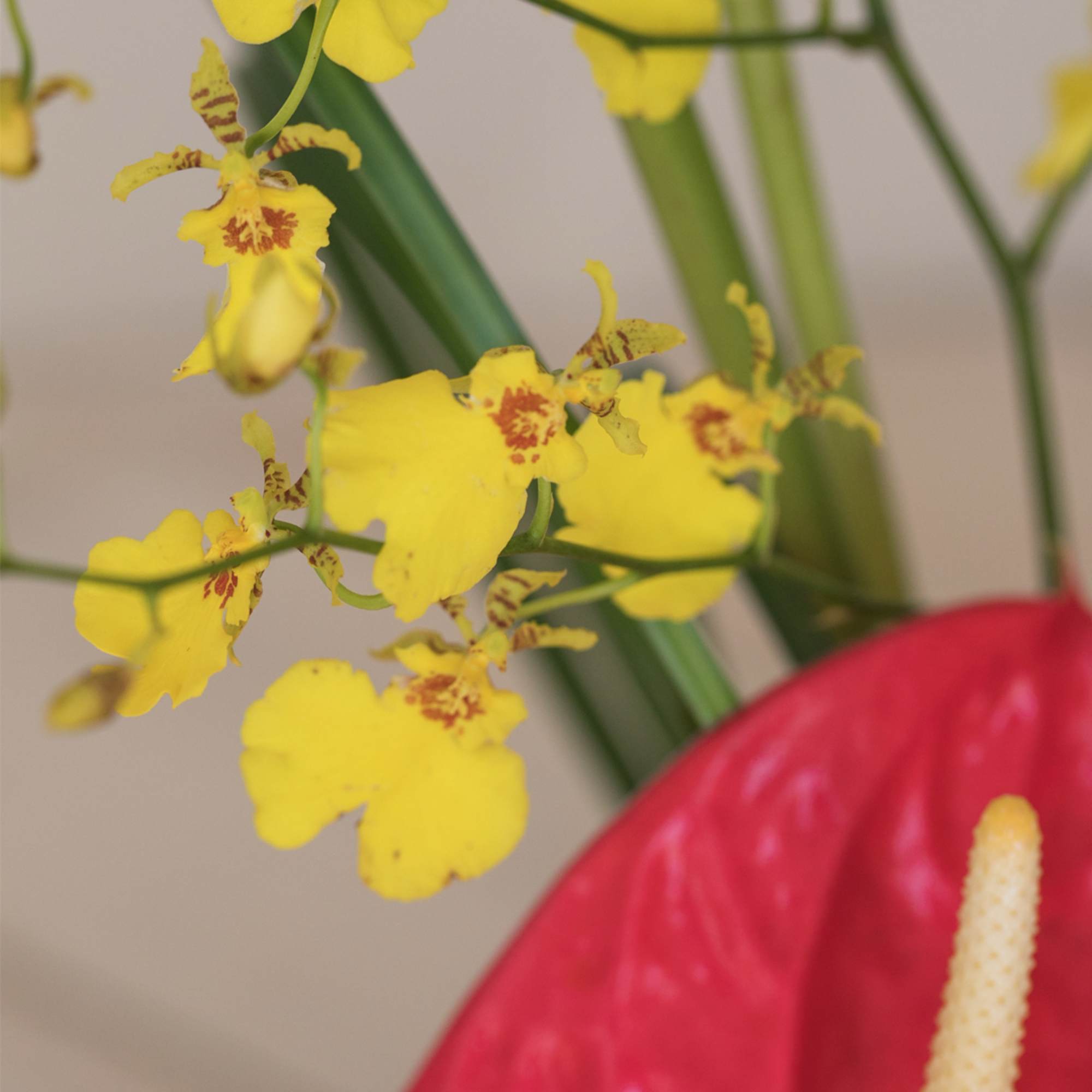 Close-up of bright yellow orchids with red centers beside a red tropical flower.