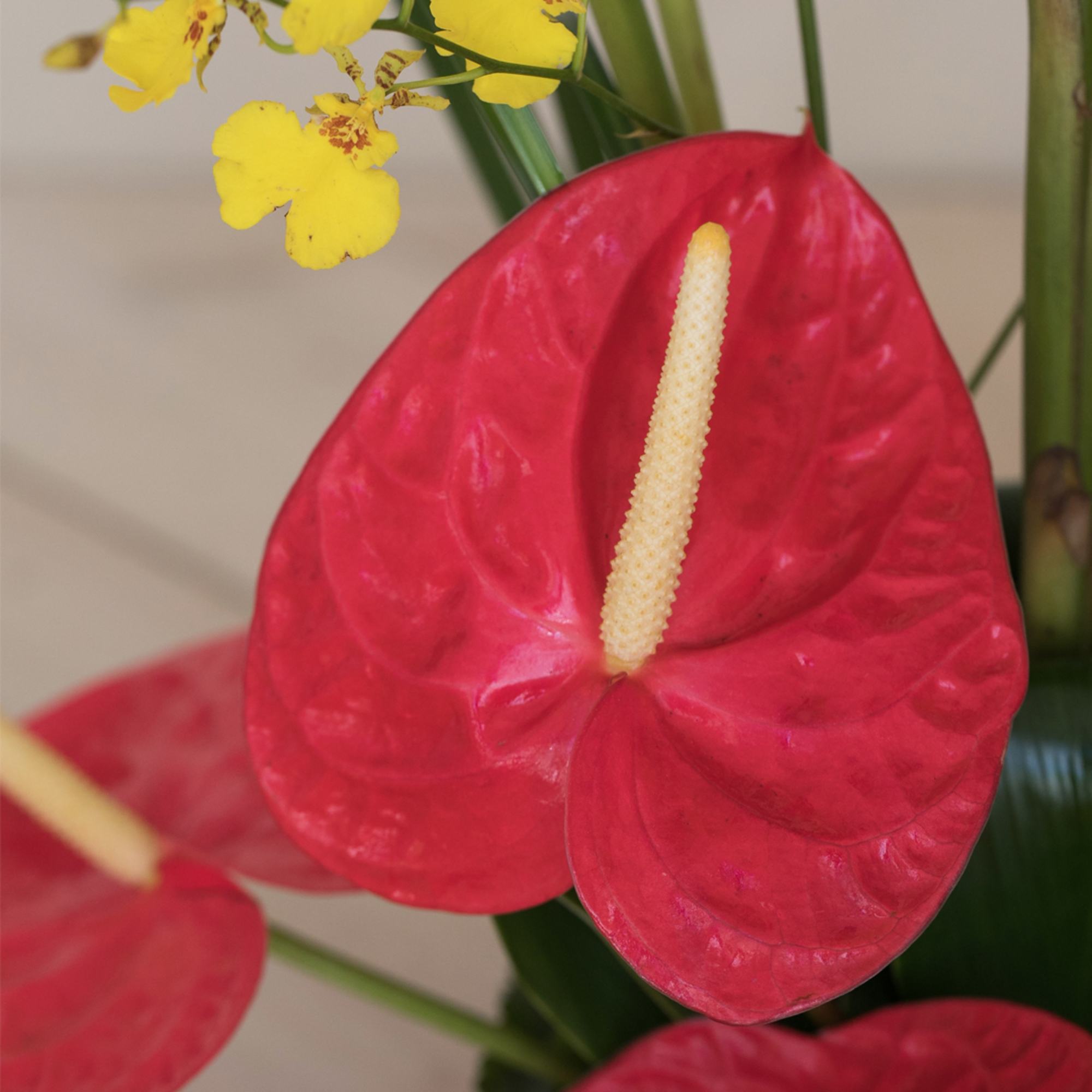 Close-up of red anthurium blooms with pale yellow centers and small yellow orchid flowers.